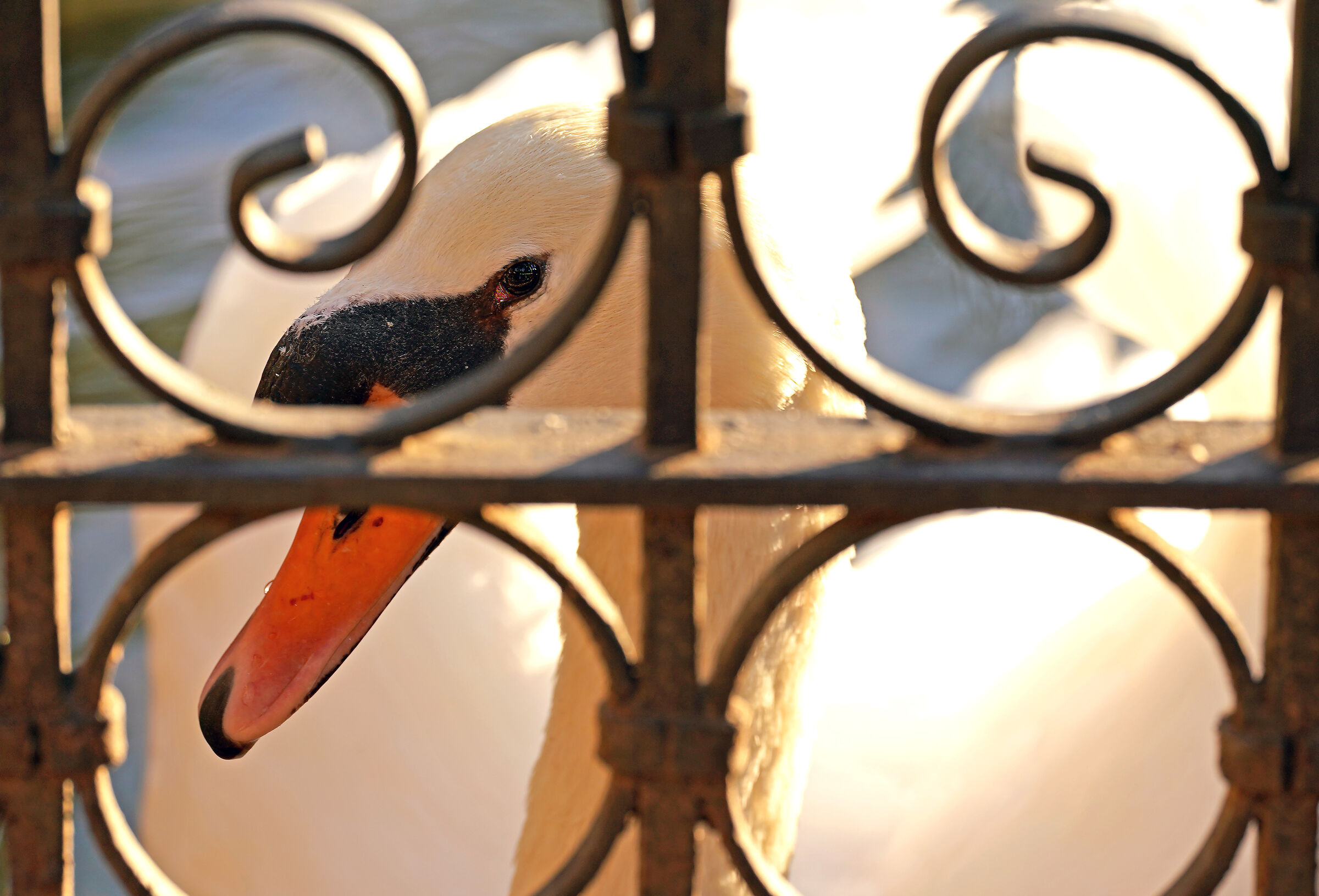 Va .....che ti vedo !