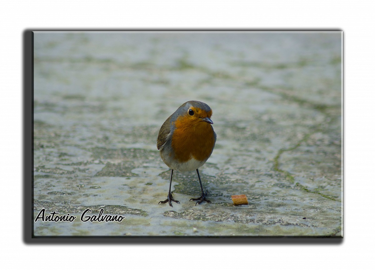 robin