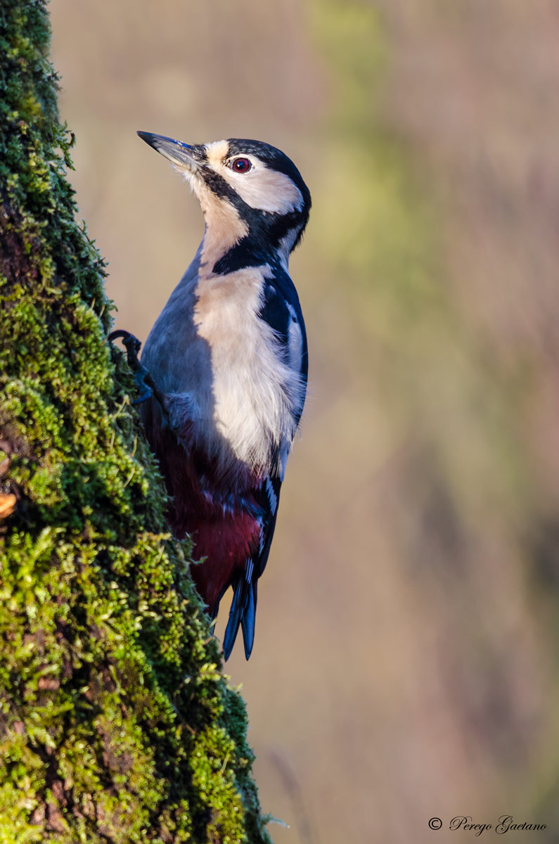 Woodpecker (female) 5