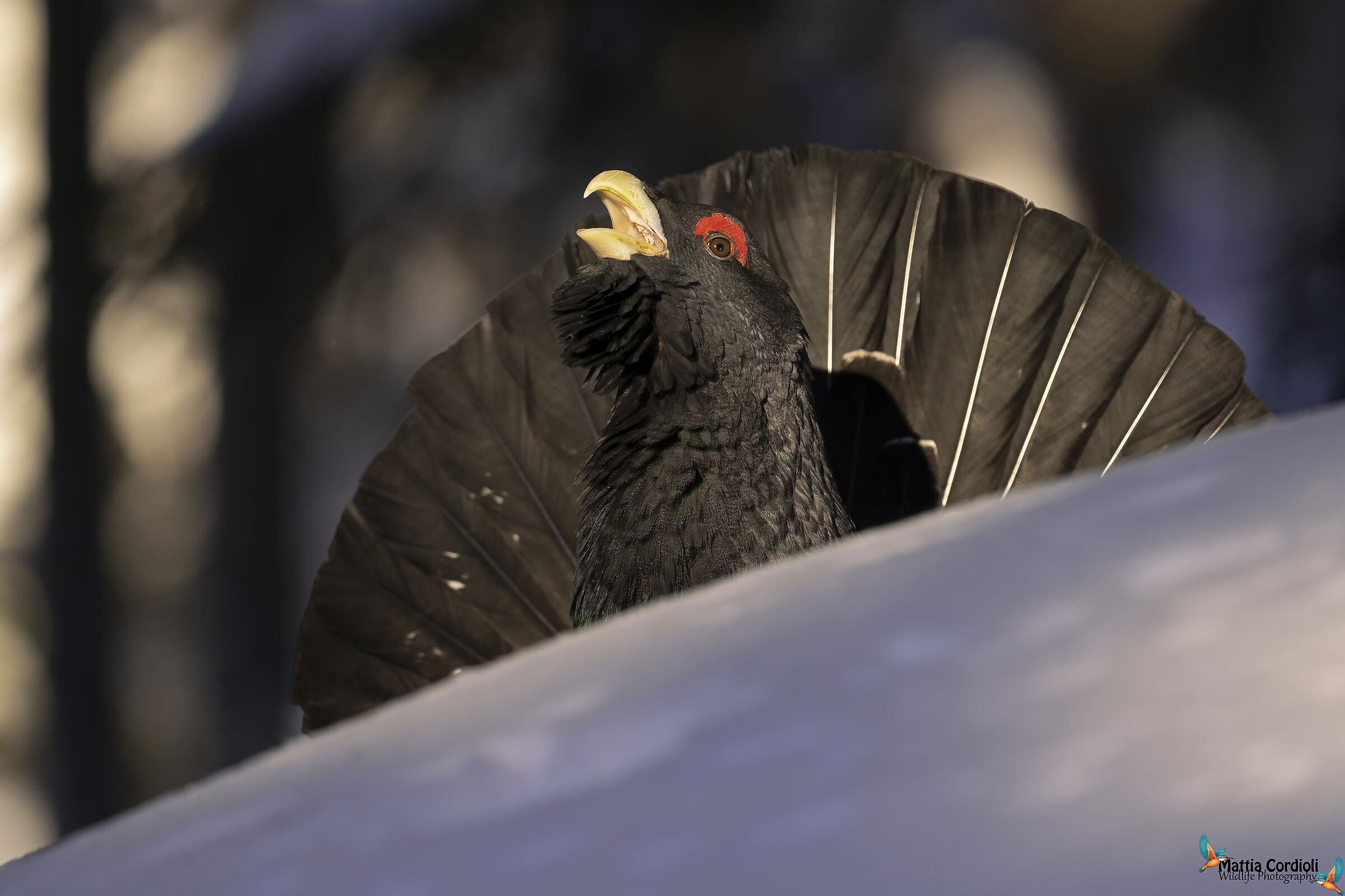 cedrone at sunset...