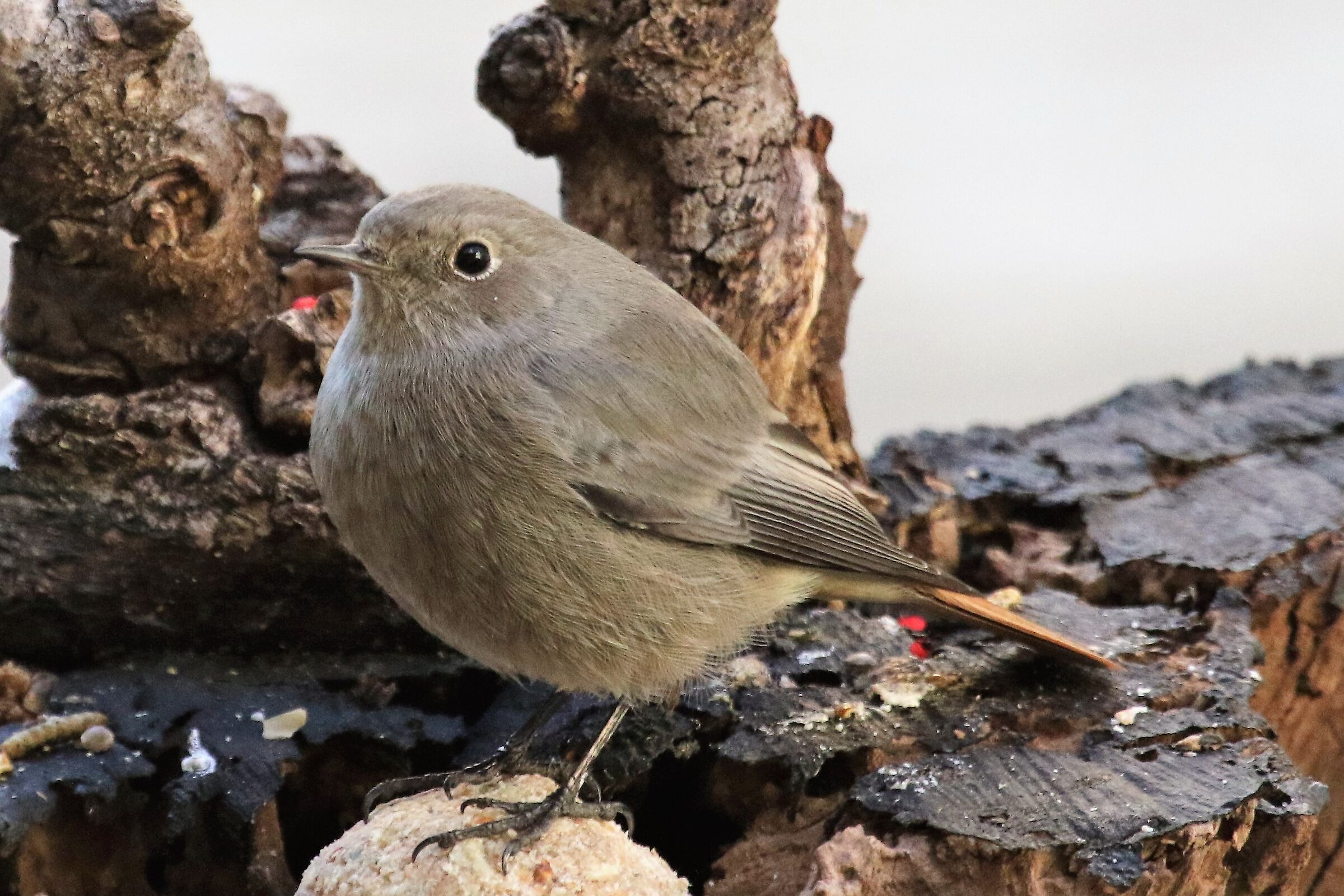 codirosso fireplace sweep