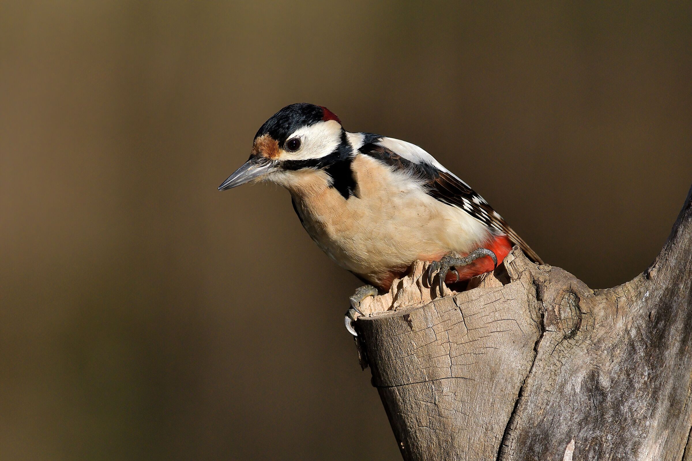 Greater red woodpecker