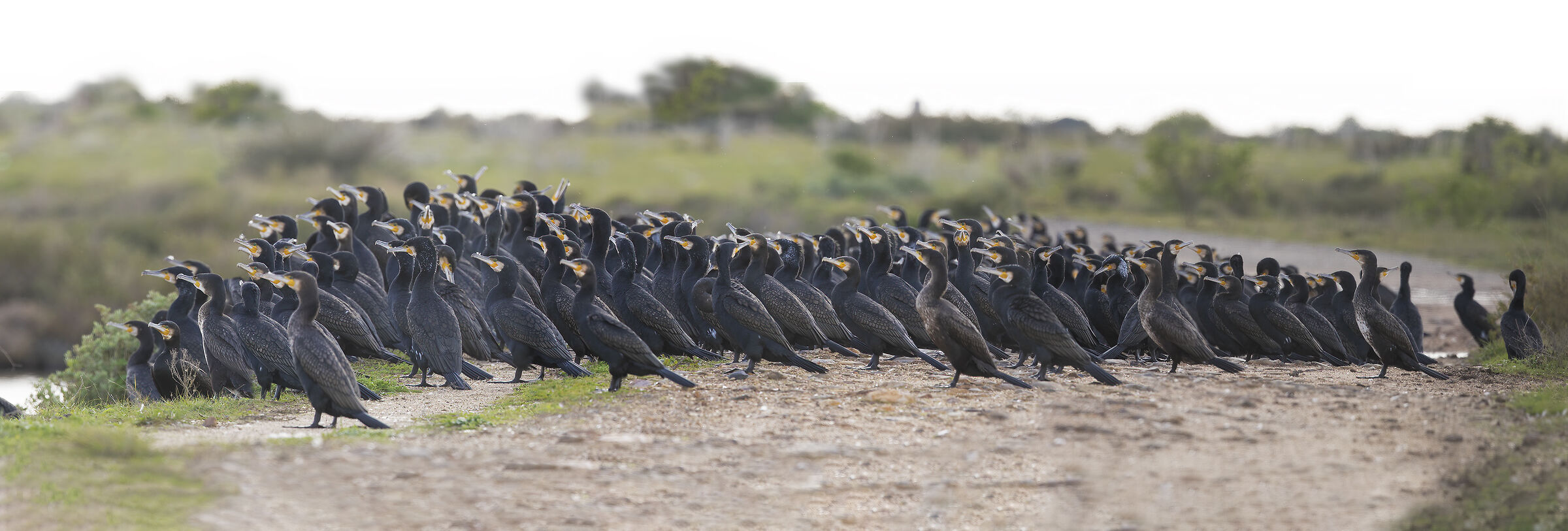 Penguins.... or cormorants