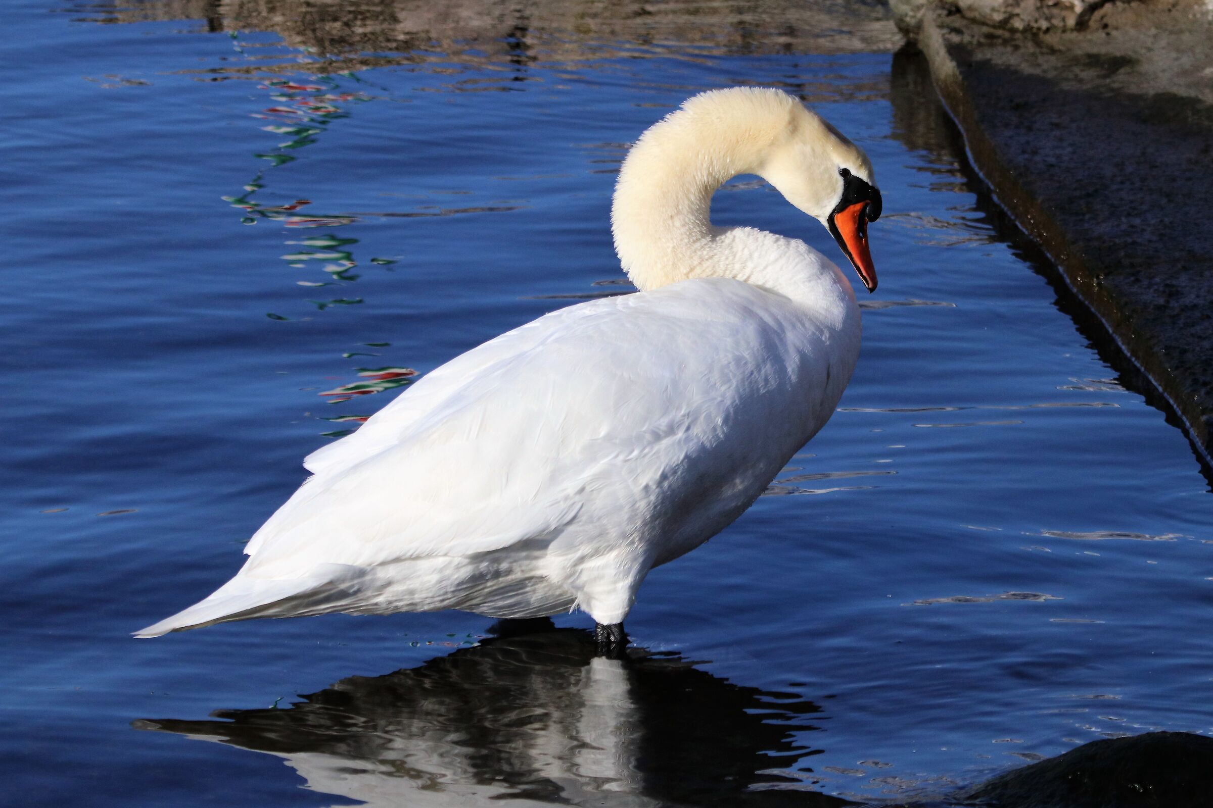 royal swan