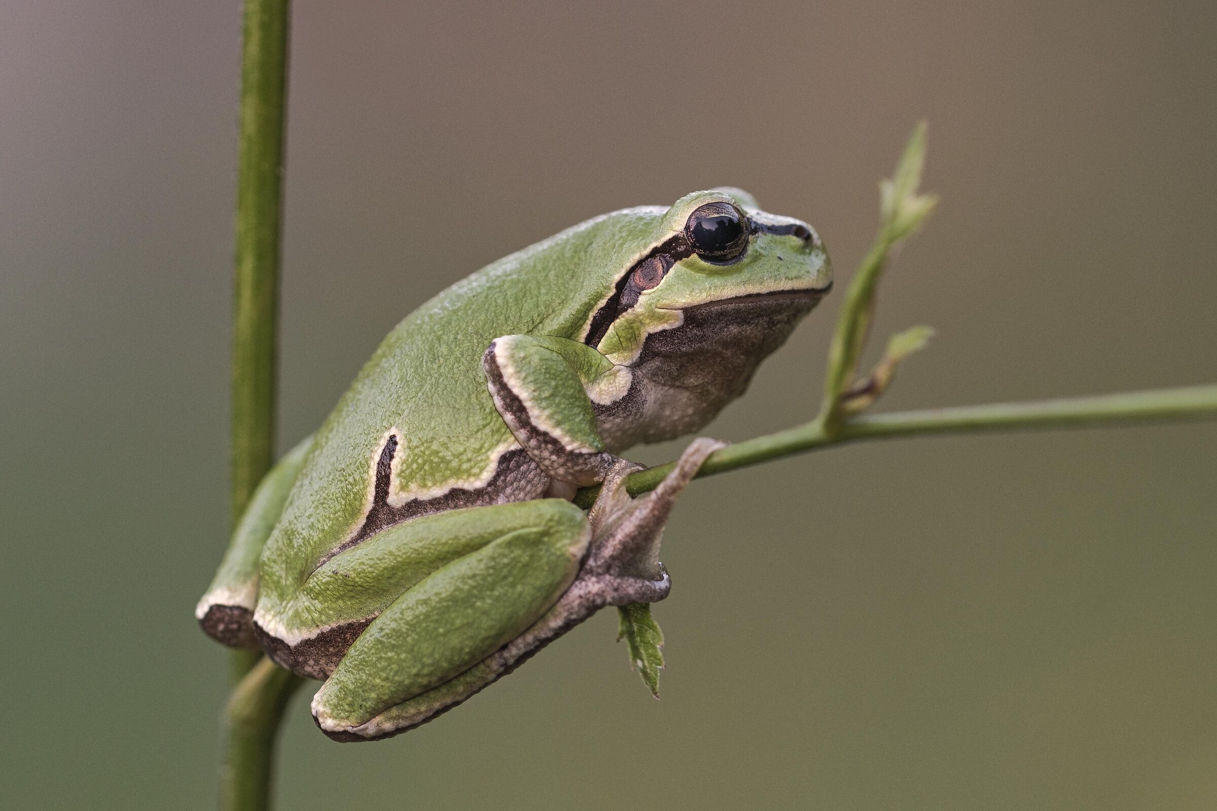 Hyla arborea