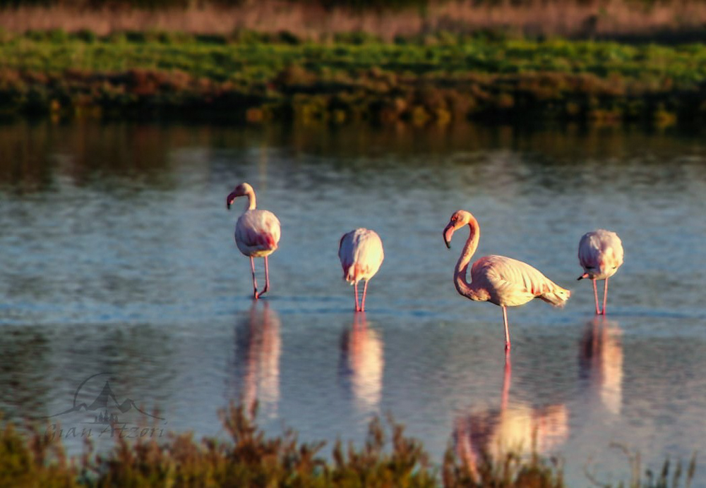 Flamingos