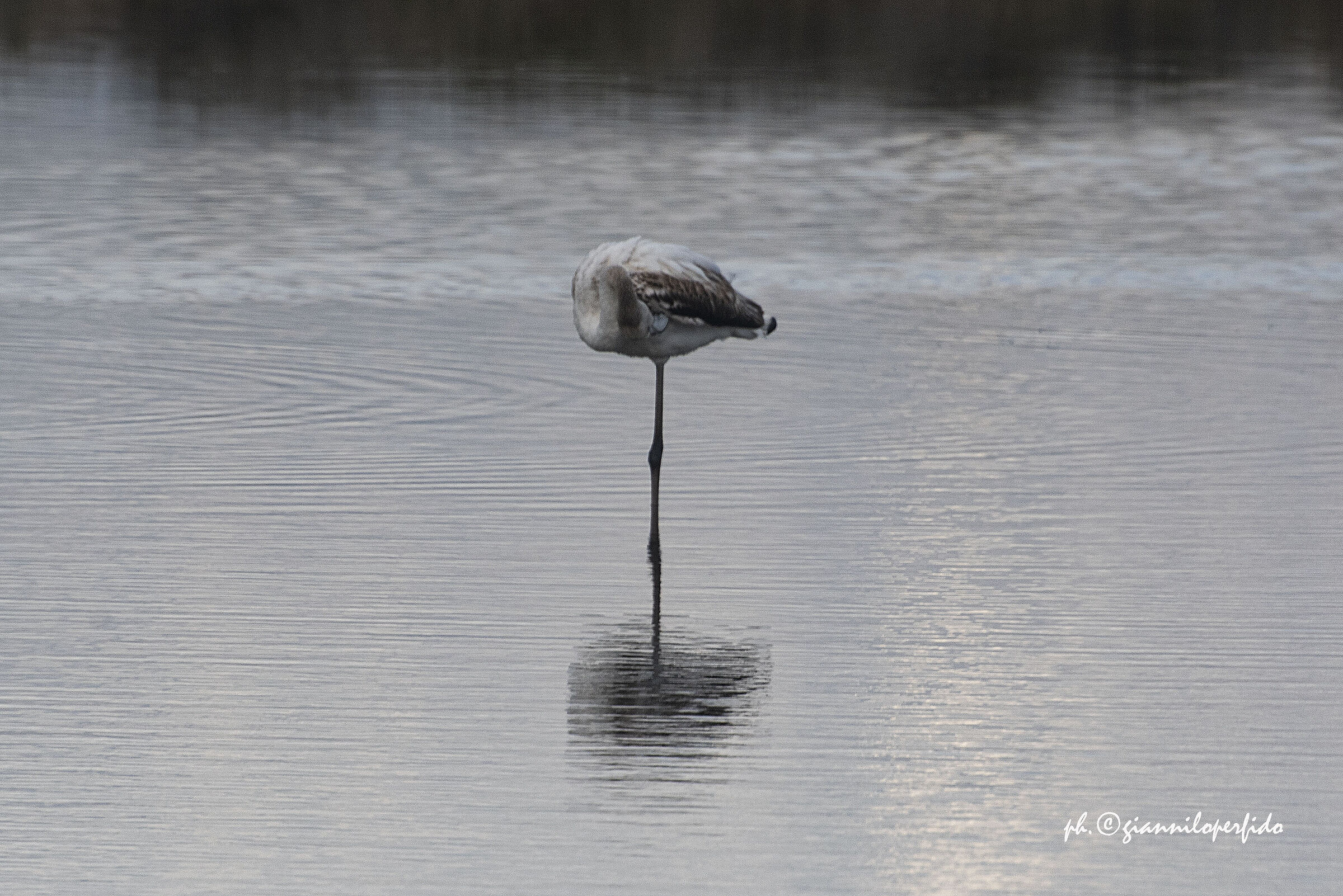 Fenicottero in pausa