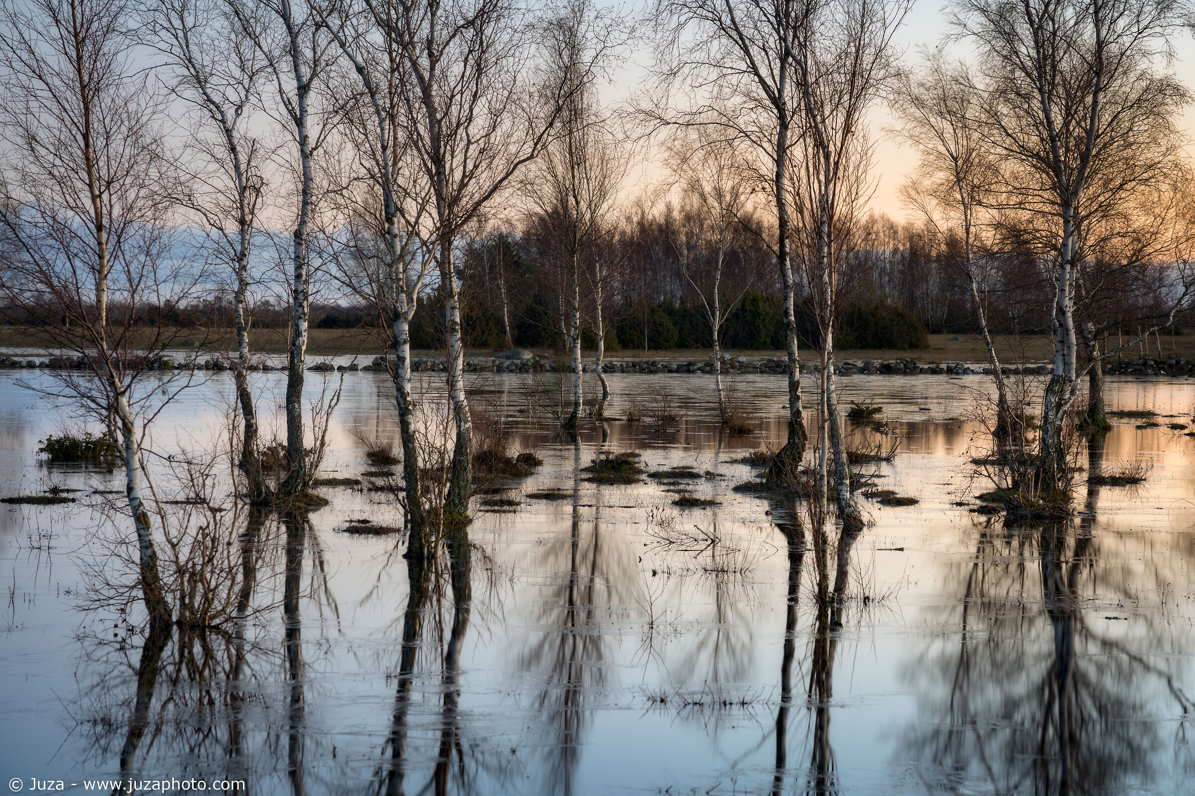 Birches in the water, Sweden