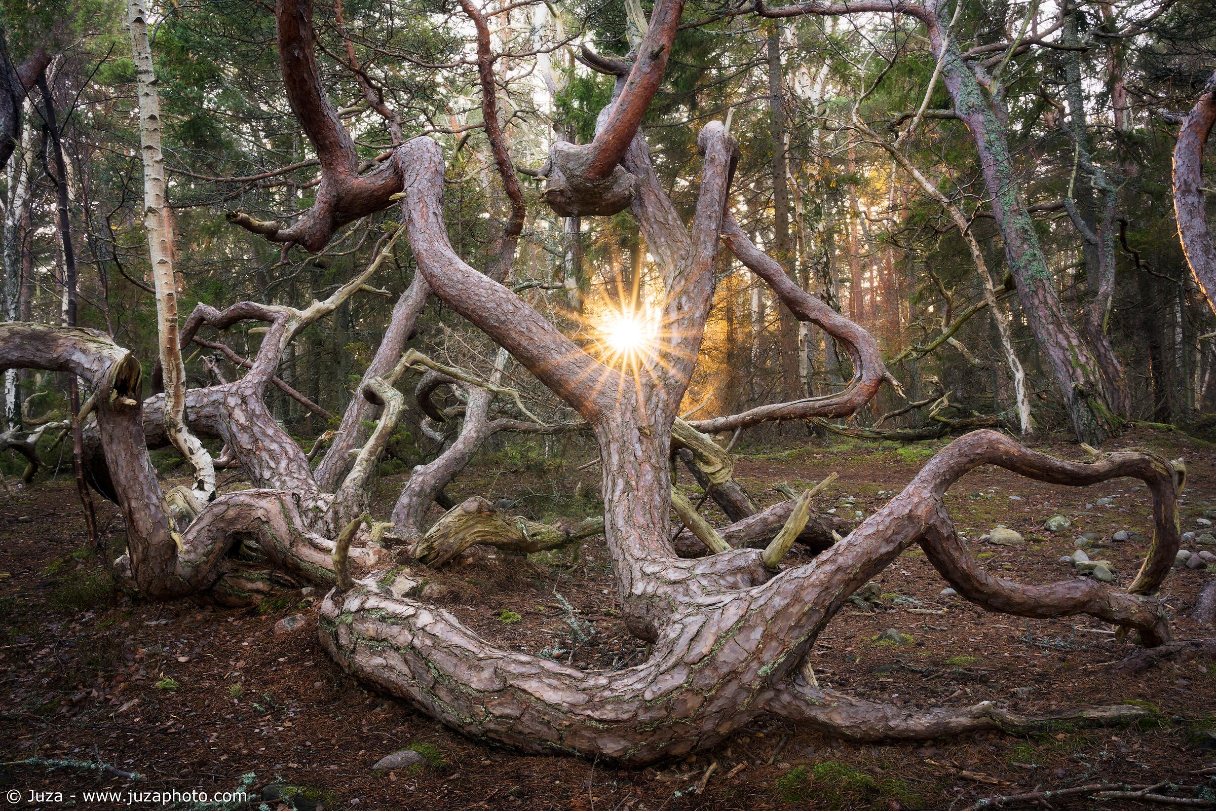 Gli alberi di Trollskogen, Svezia
