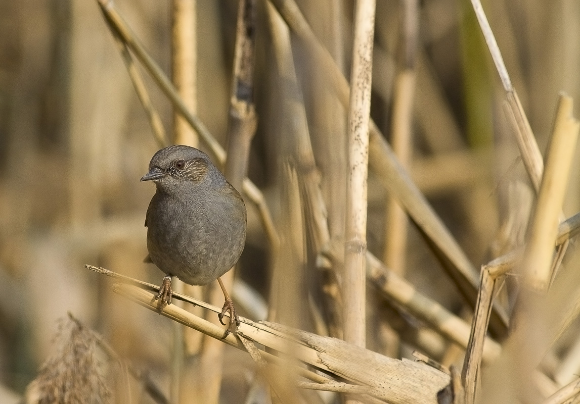dunnock