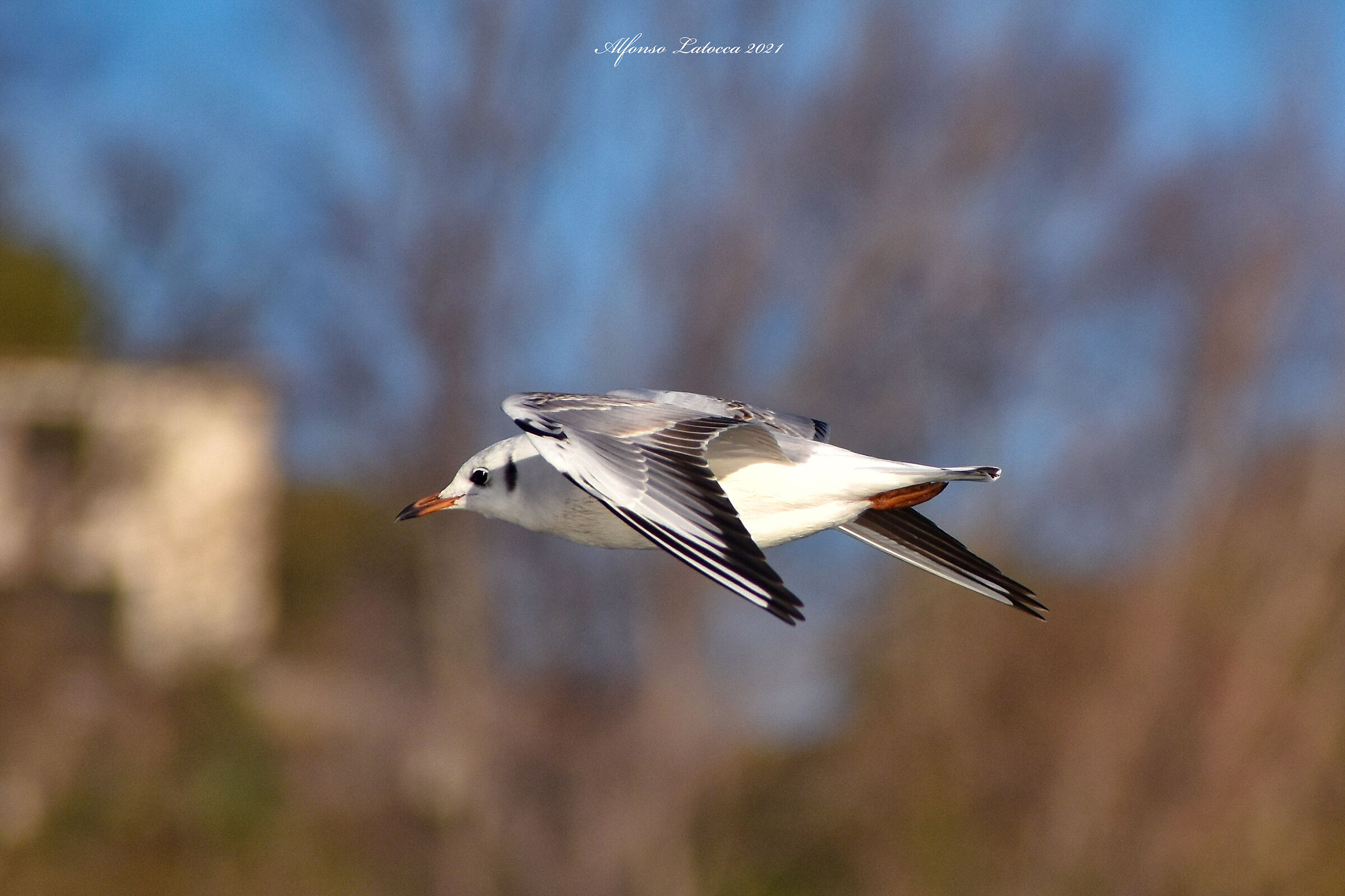 Scatto a mano libera