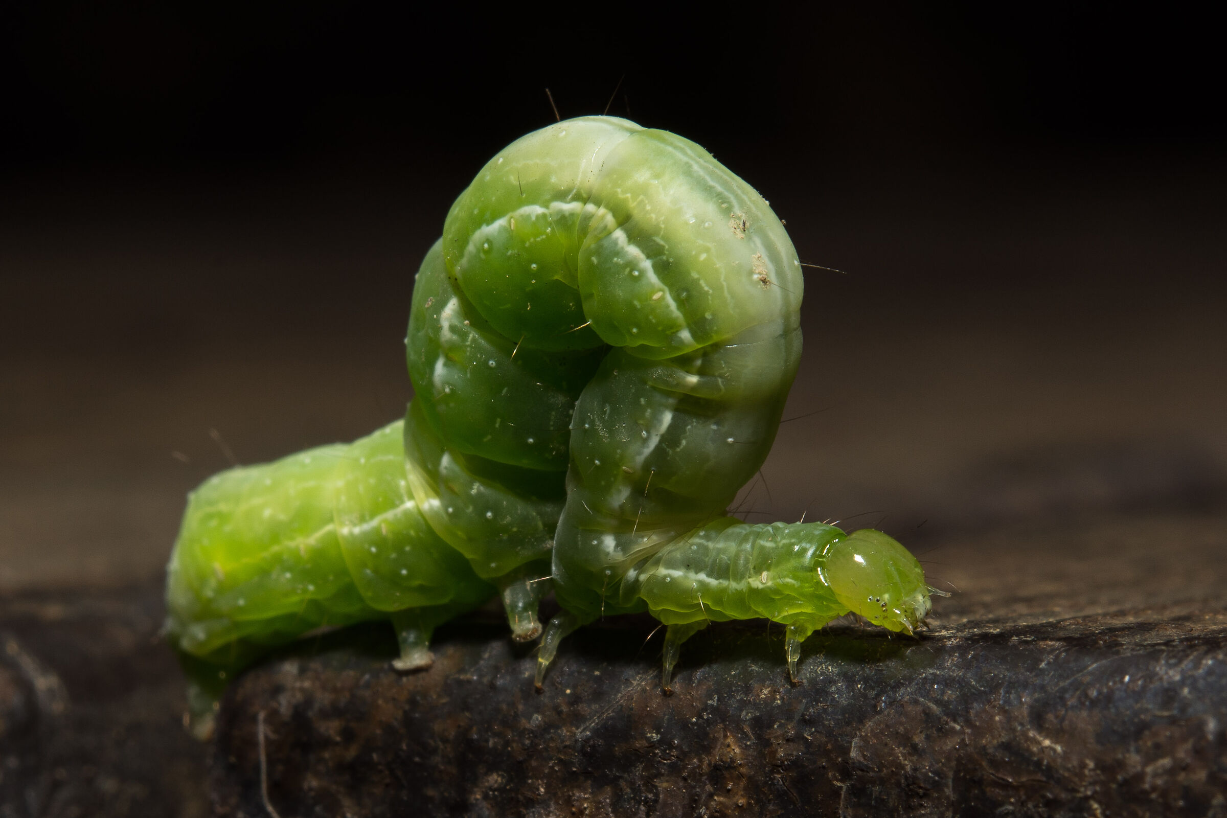 Walking green caterpillar