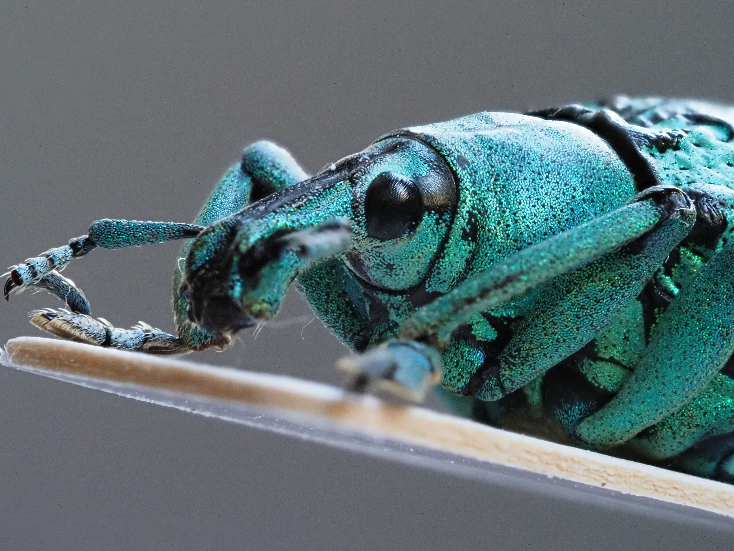 Eupholus chevrolati