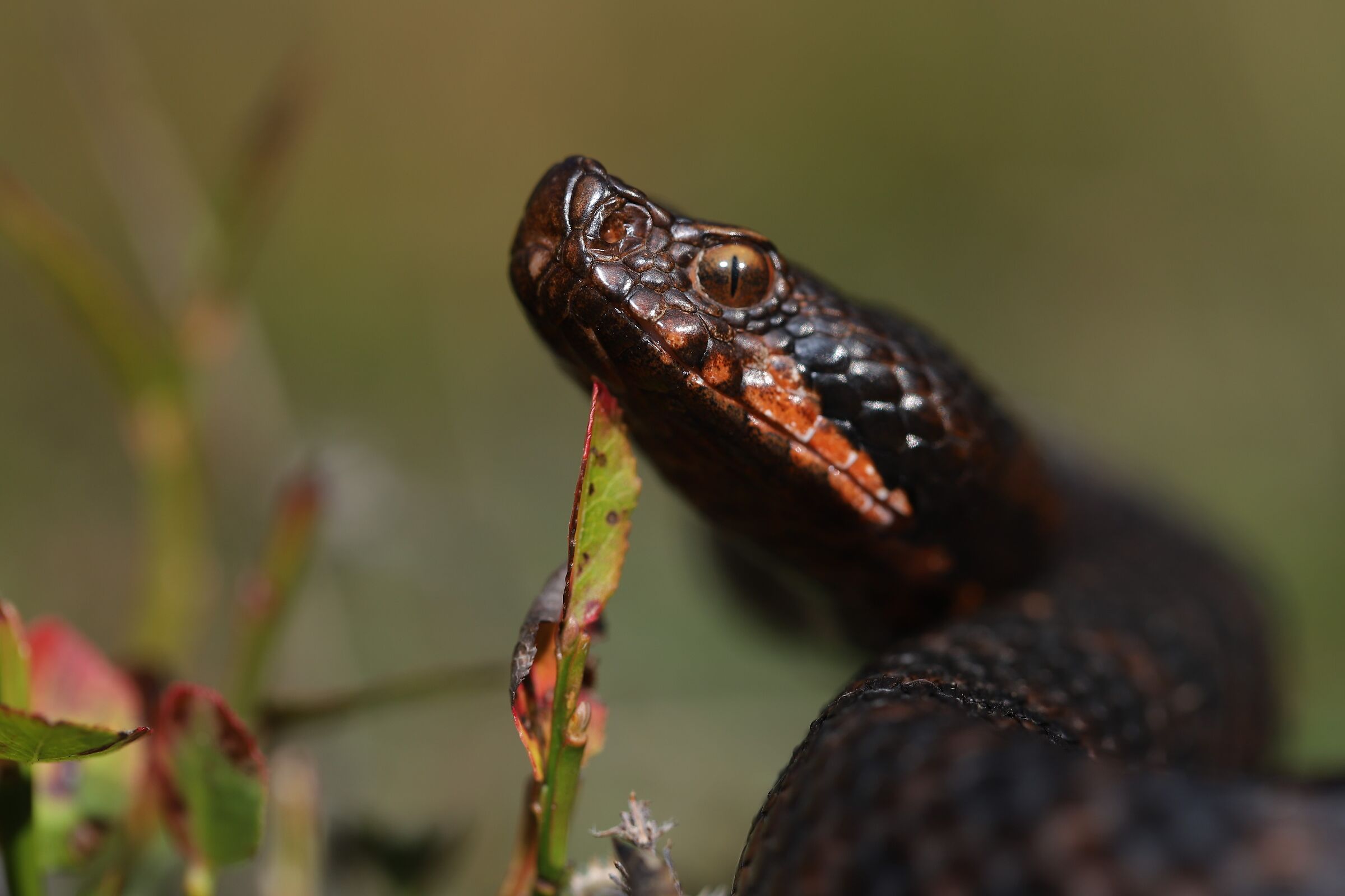 Vipera apsis aspis from atra, femmina, 1720m
