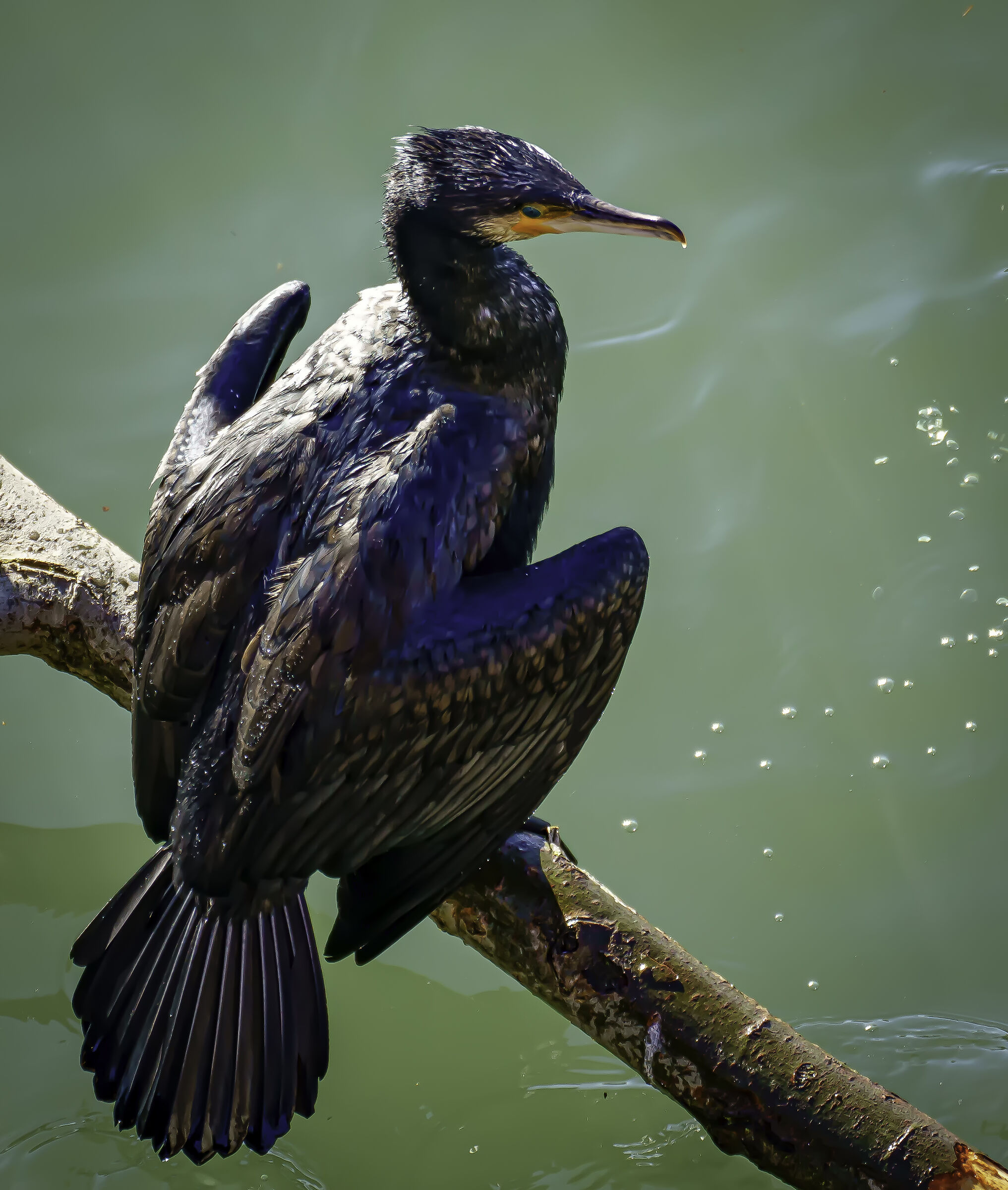 Cormorano