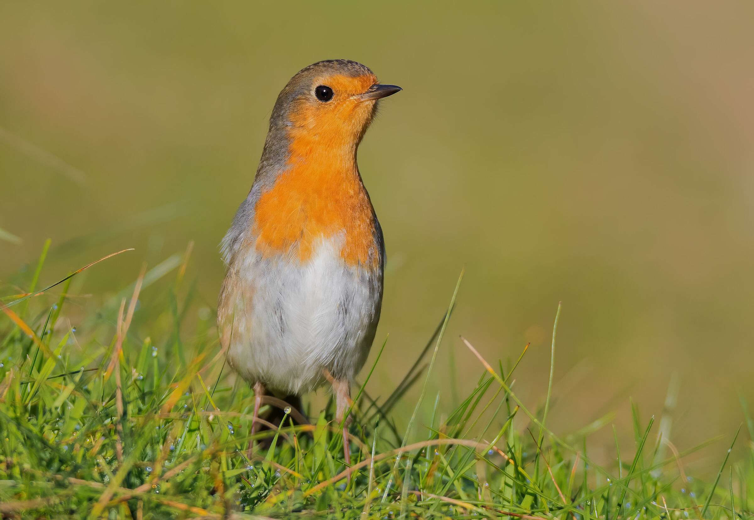 Robin (Erithacus rubecula)