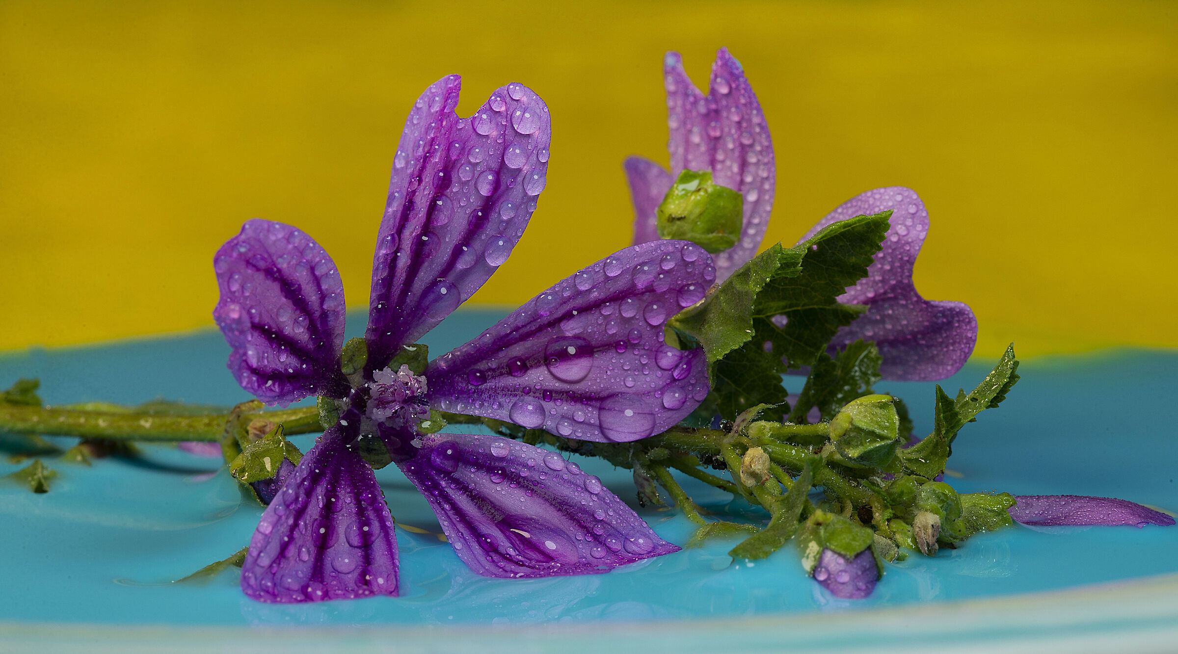 Wild flower