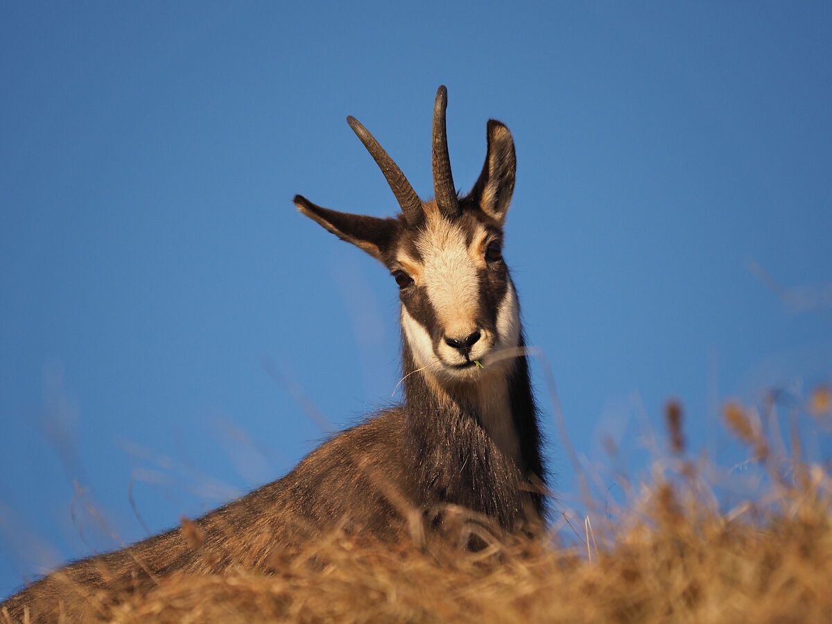 Orecchie in all'erta