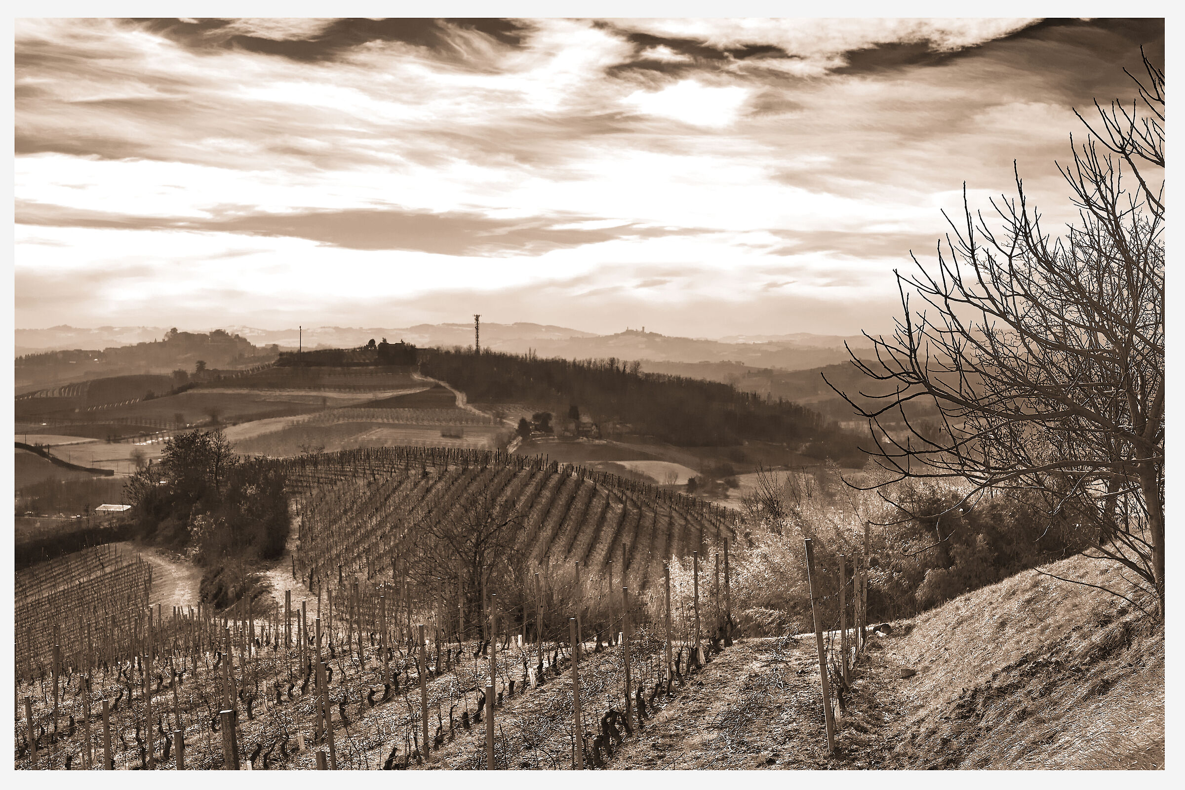 La Vigna ed il Fico d'inverno II
