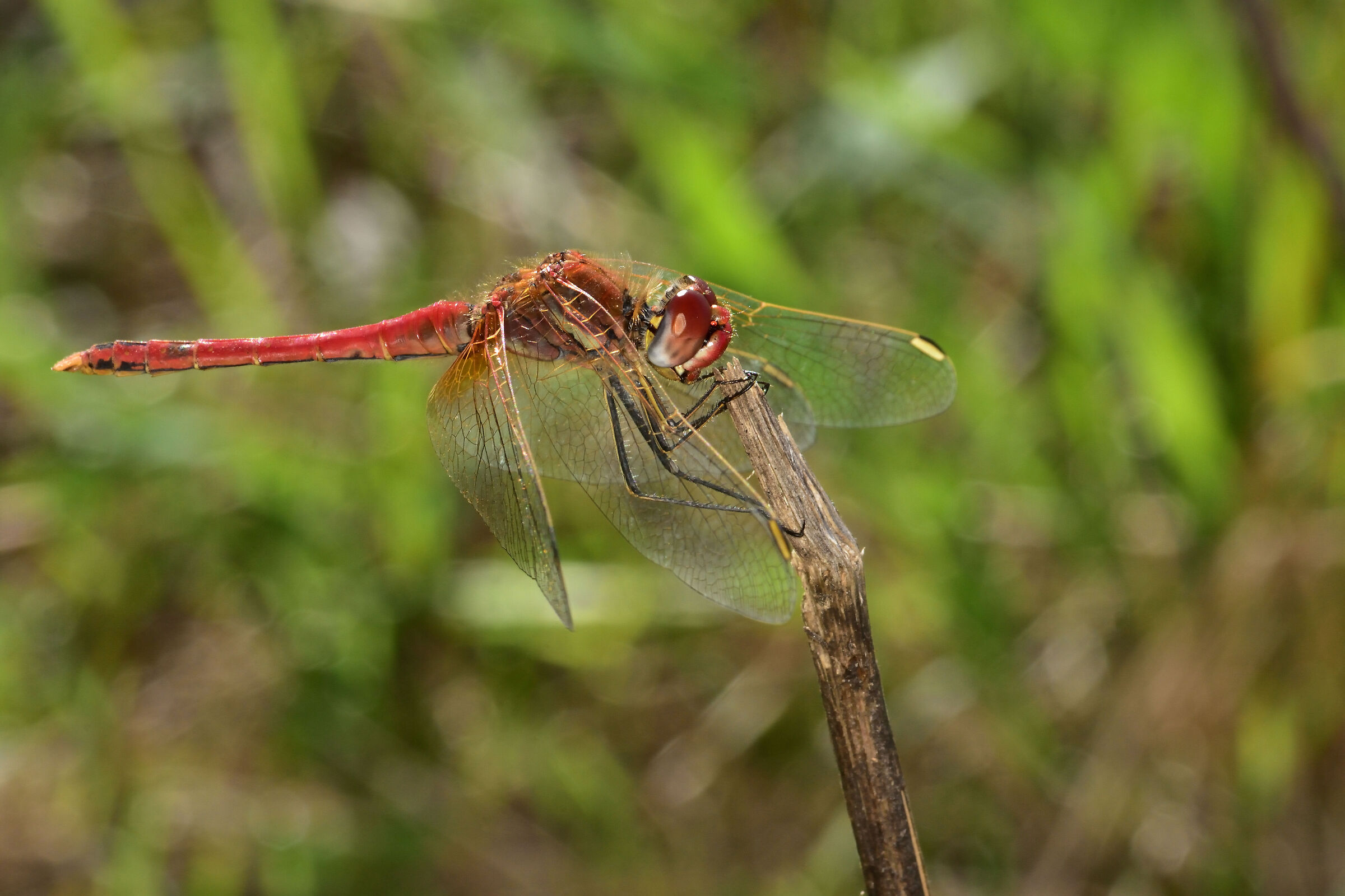 Mr Sympetrum.