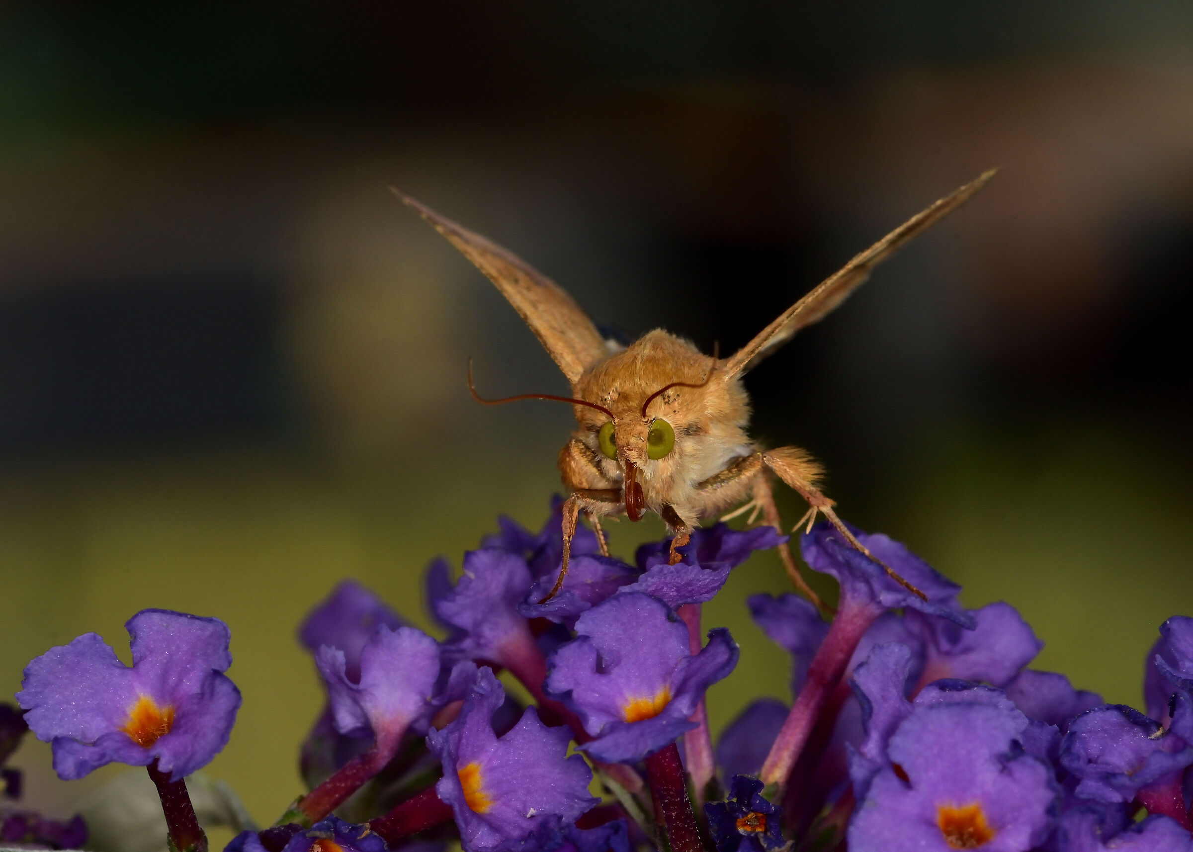 Tomato nottua on Buddleja