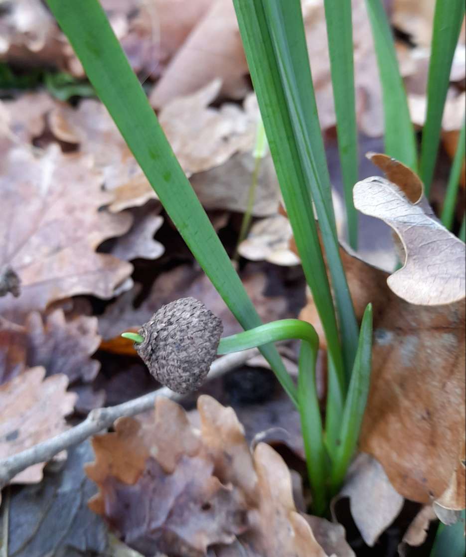 Tenacia o voglia di vedere il sole