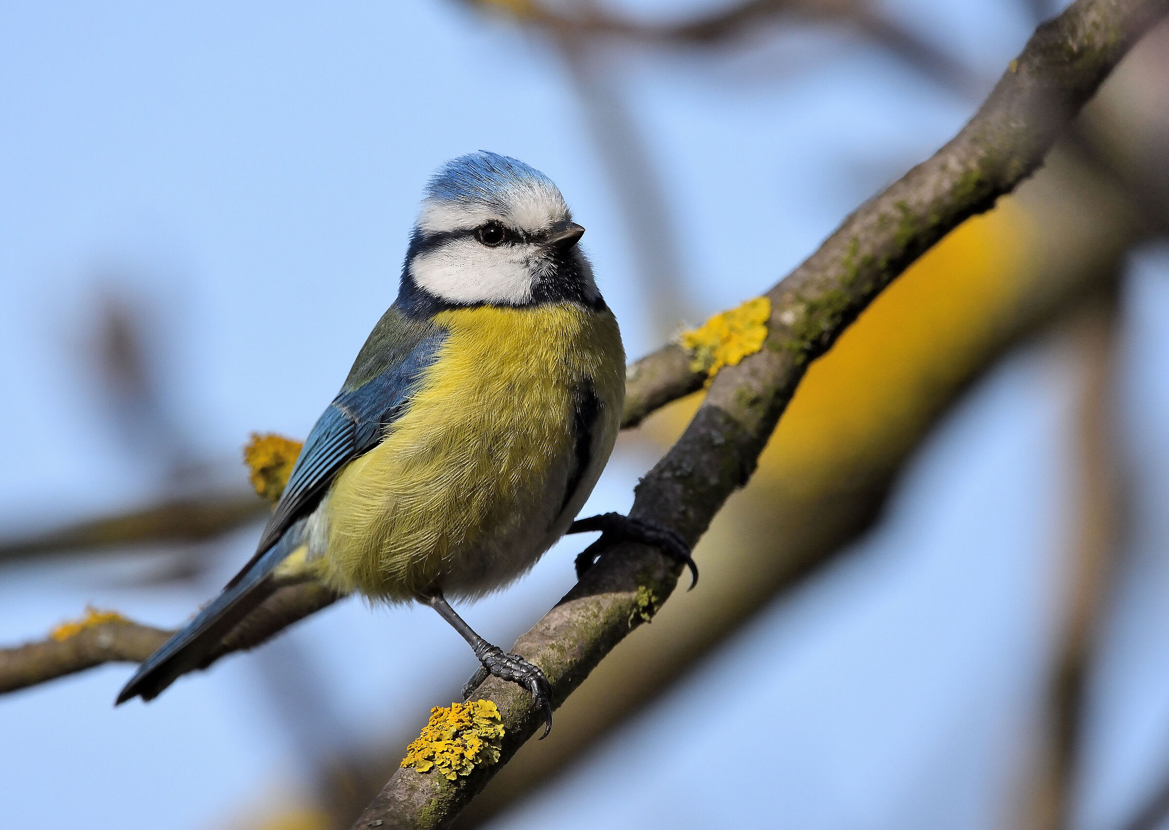 Blue tit