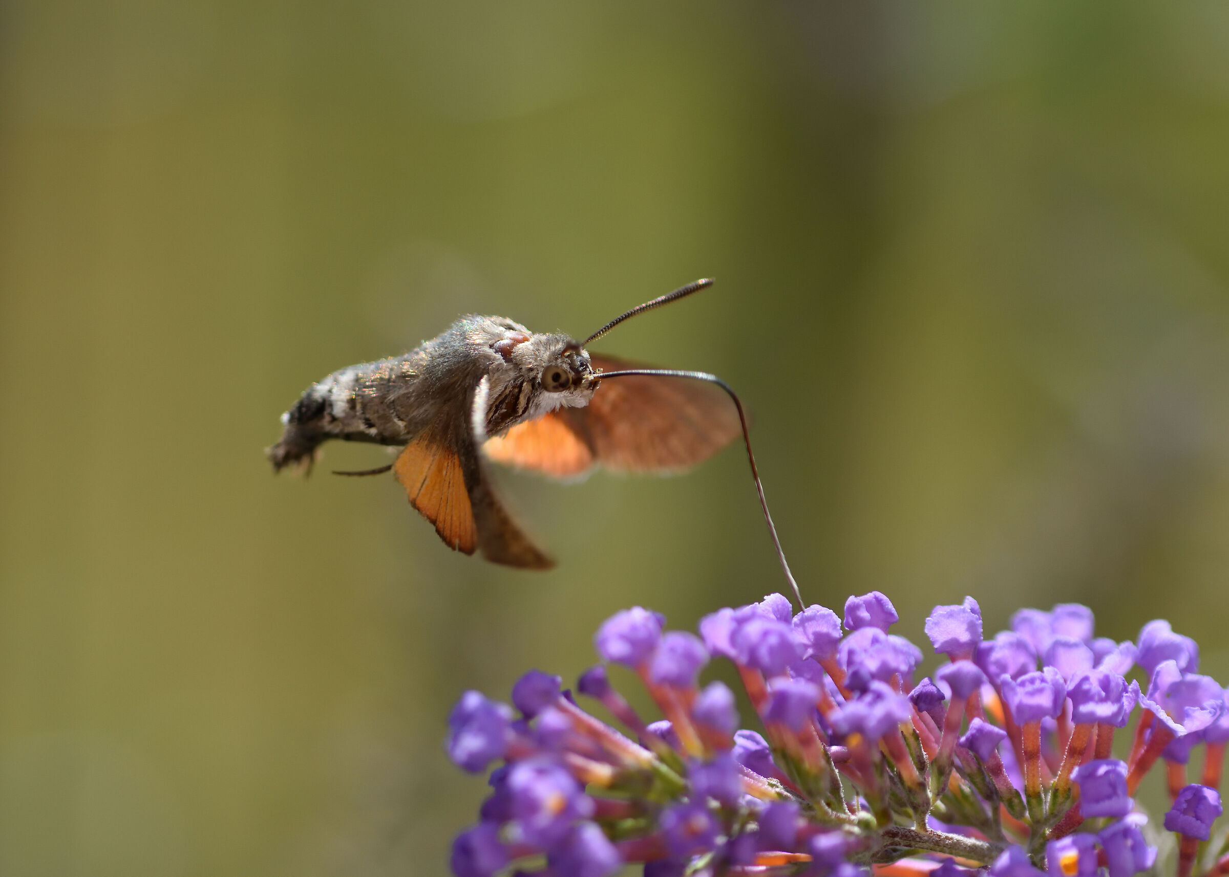 Stellatarum's macroglossum