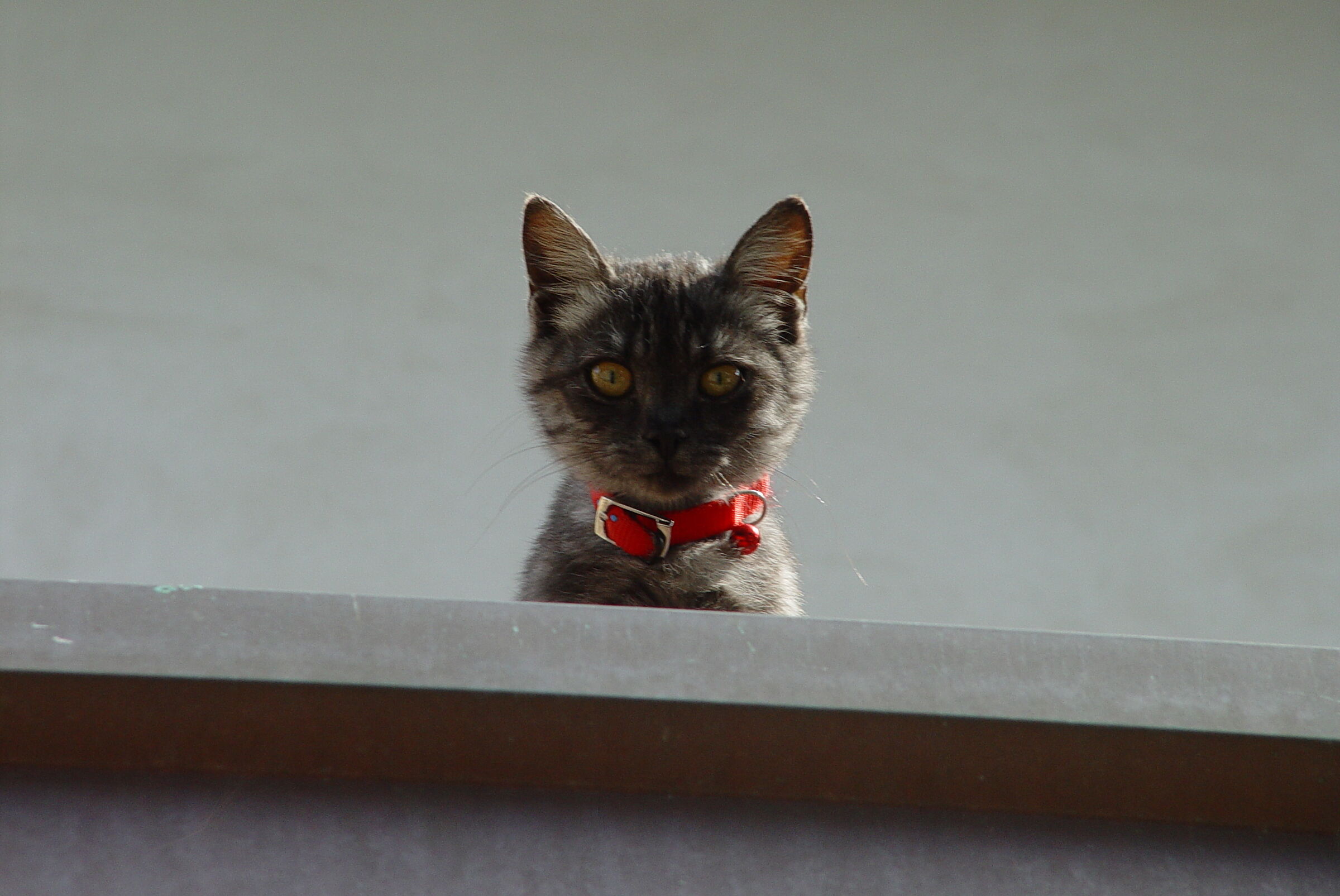 The cat on the roof...