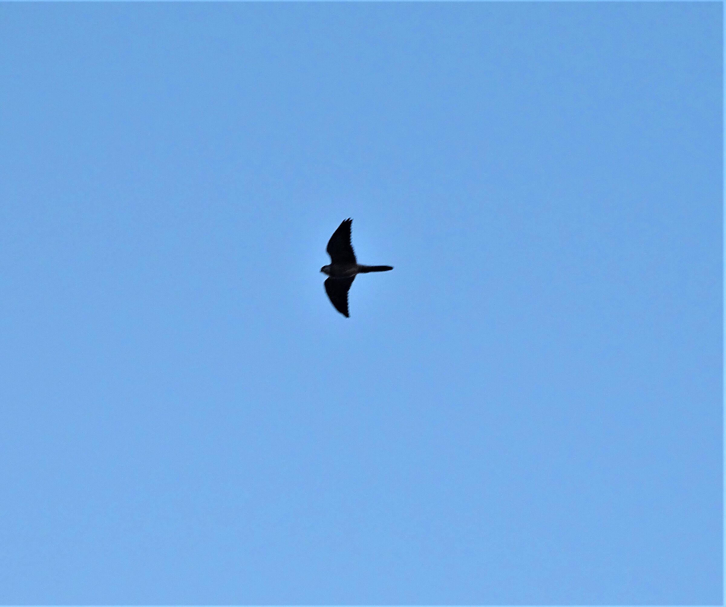 volo solitario