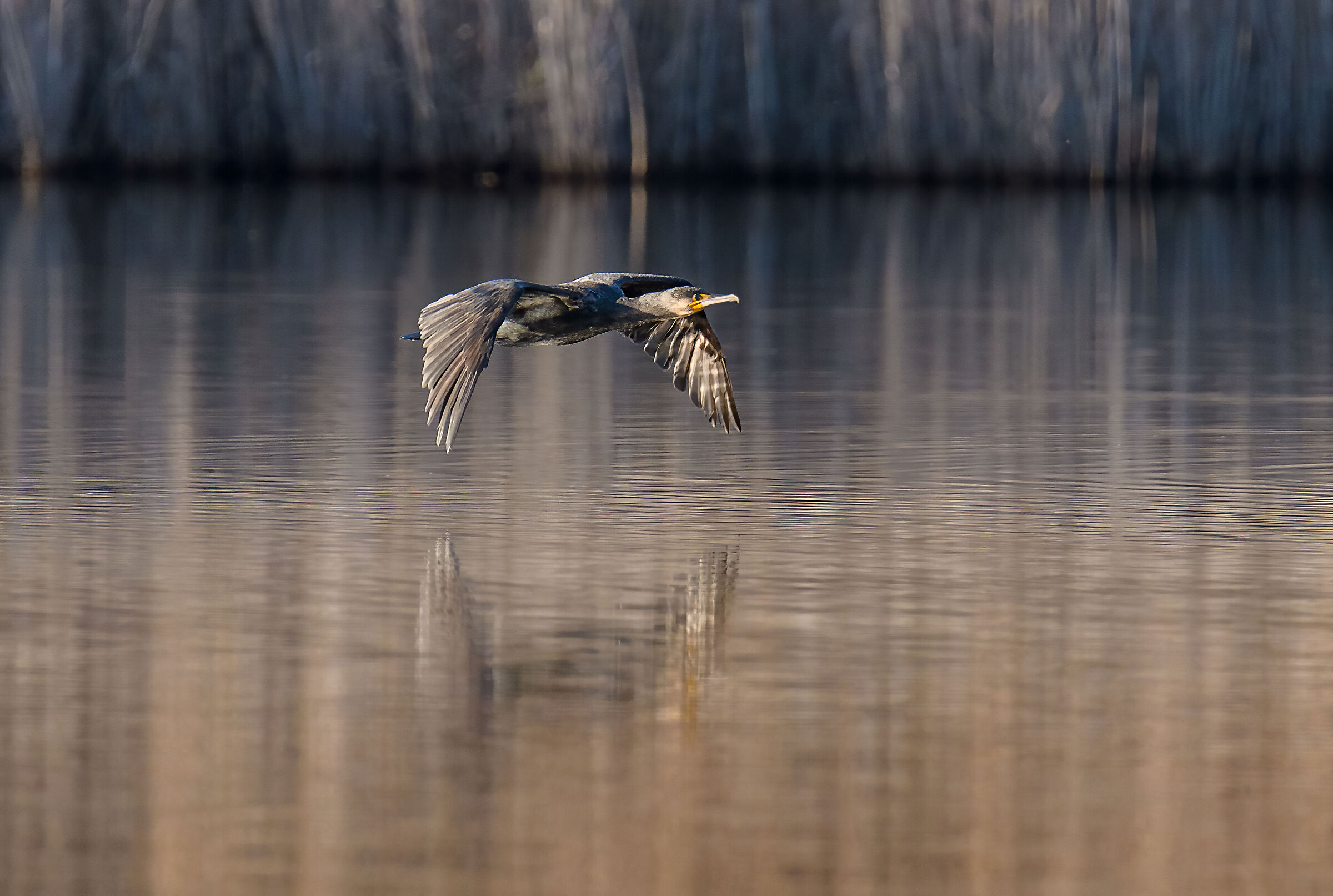 Cormorano