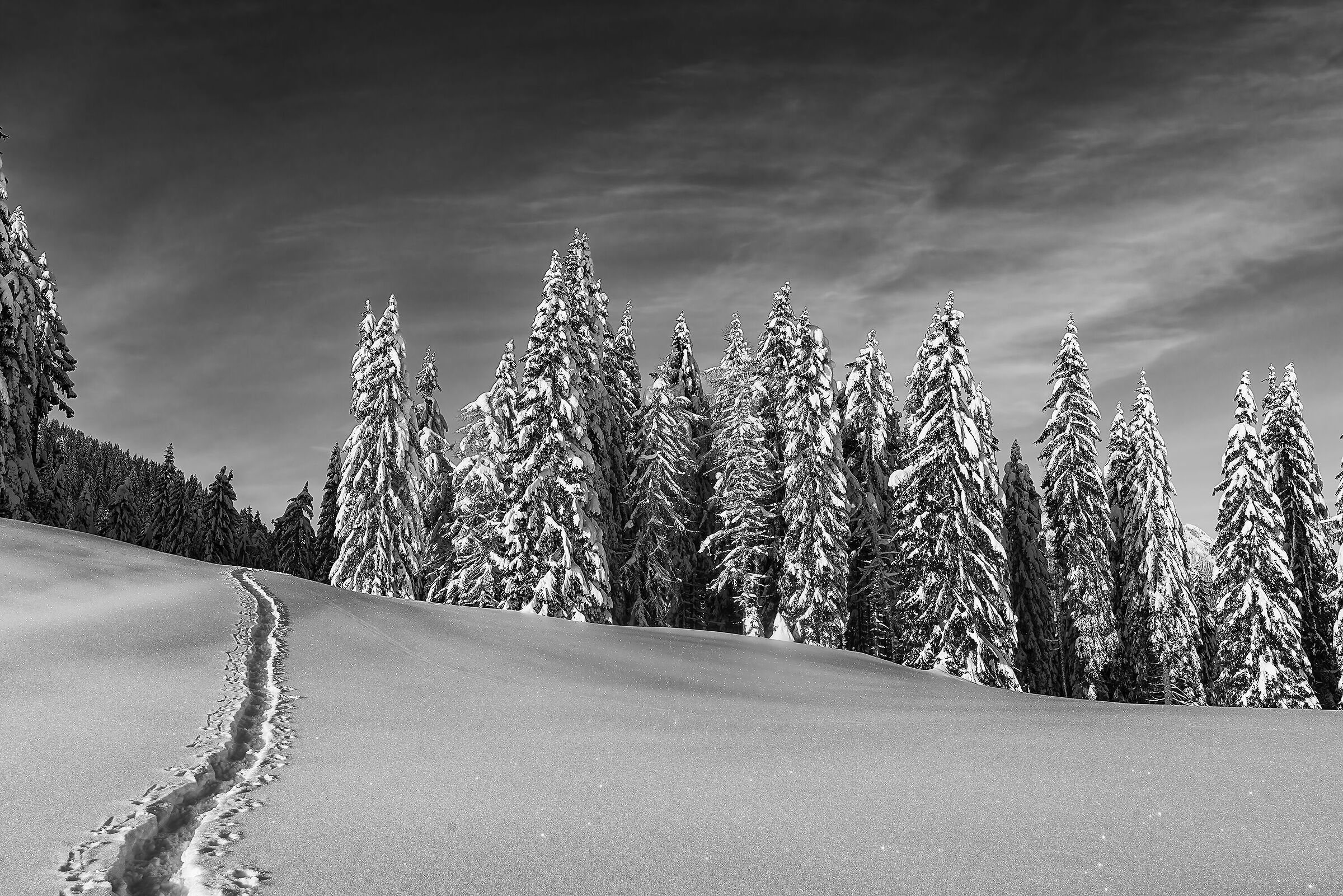 Snow-insted firs in BW 2021