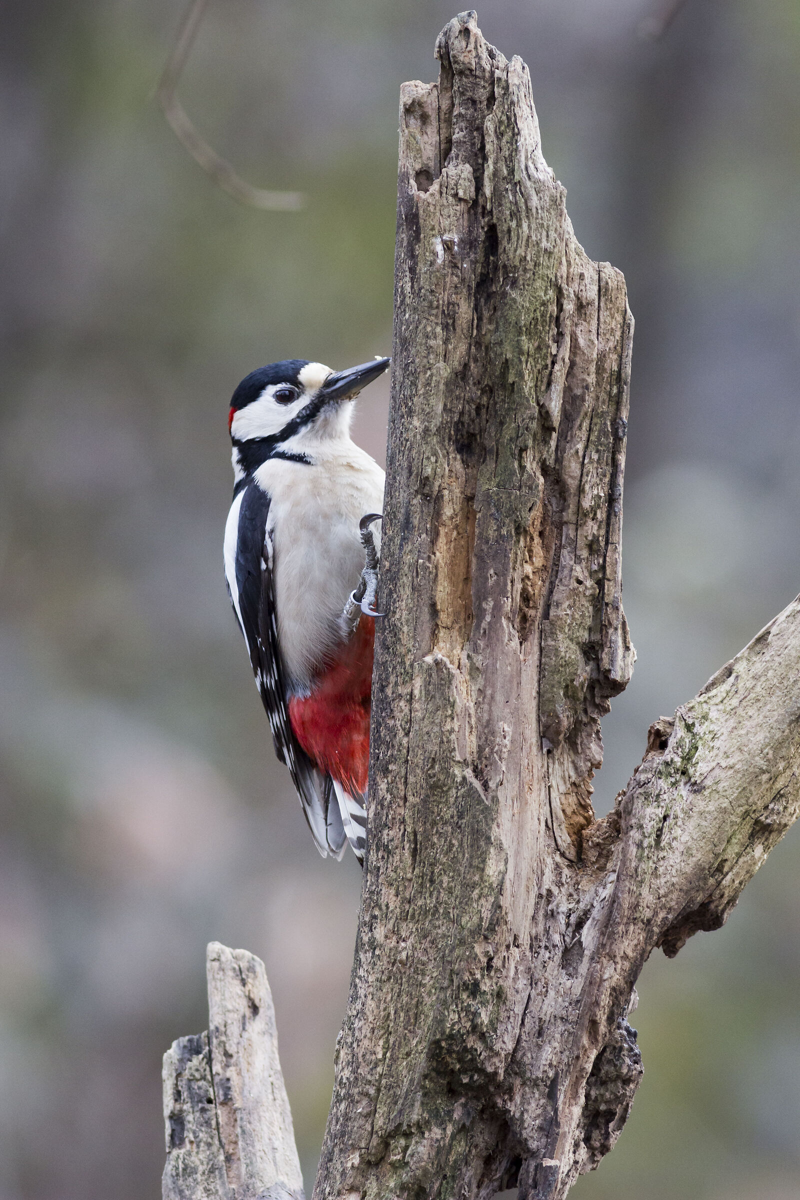 Picchio rosso maggiore