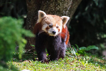 Ailurus fulgens