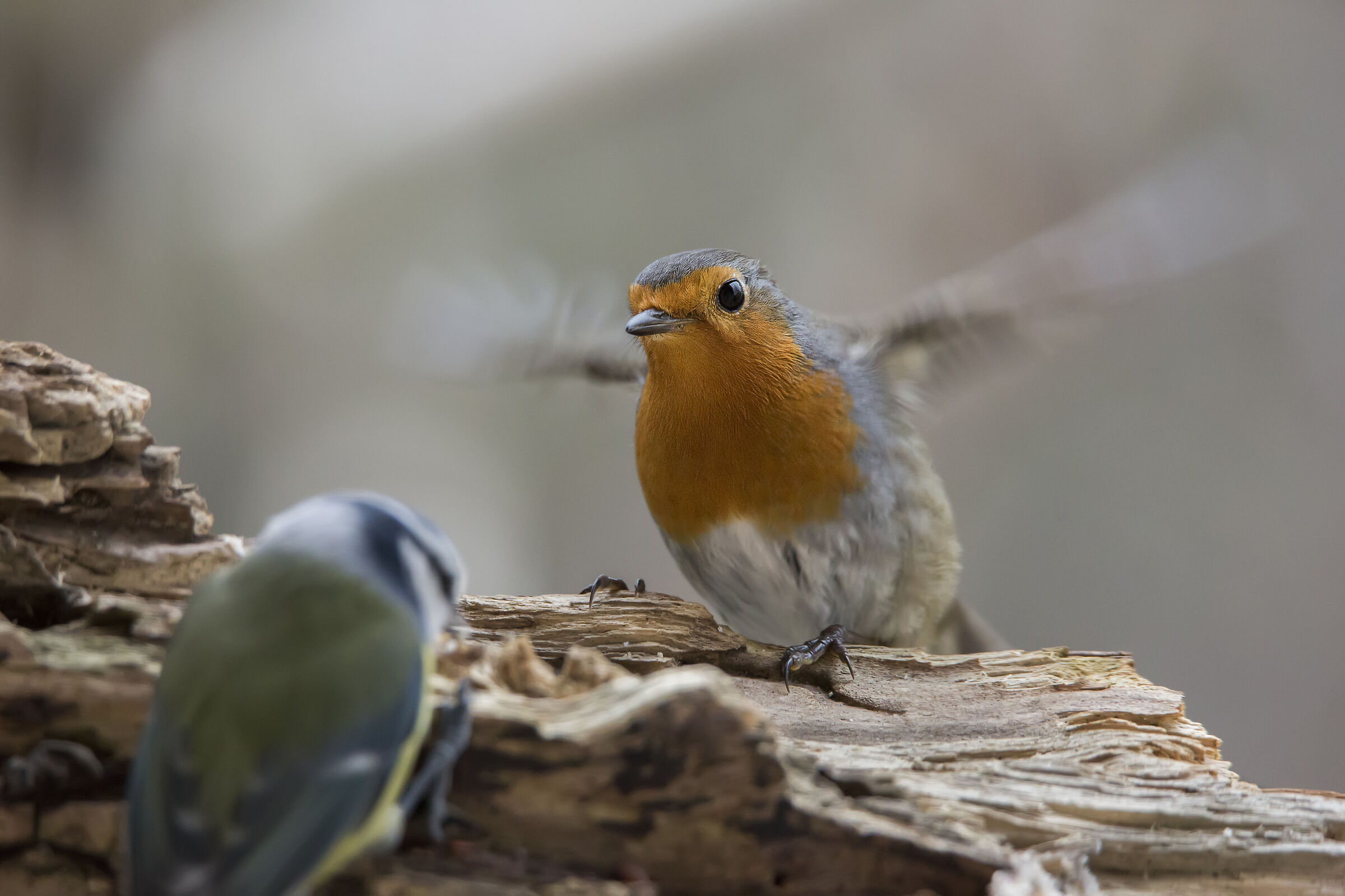 Fammi spazio (pettirosso e cinciarella)