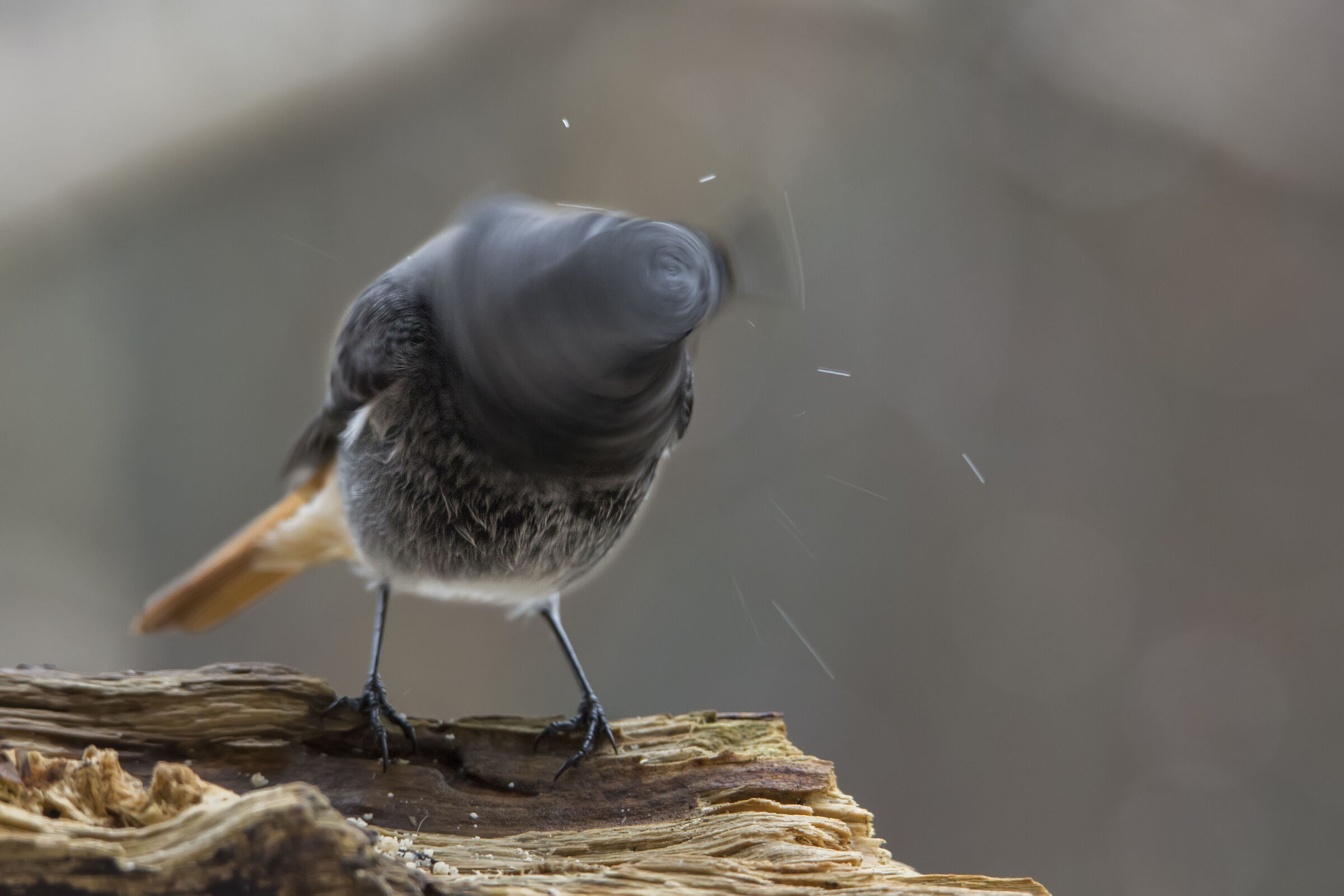 Frullino (codirosso spazzacamino)