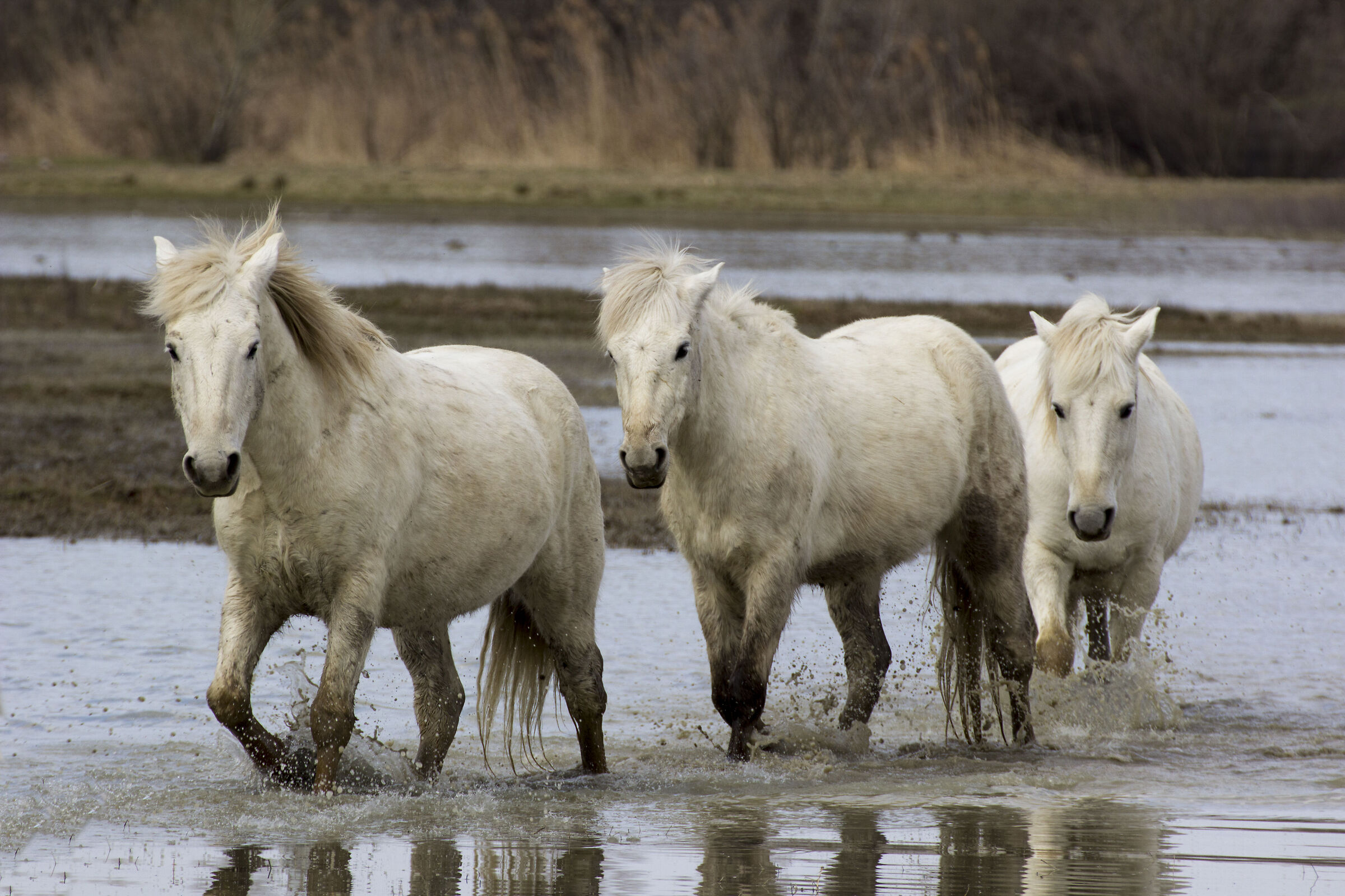Cavalli all'isola di Cona