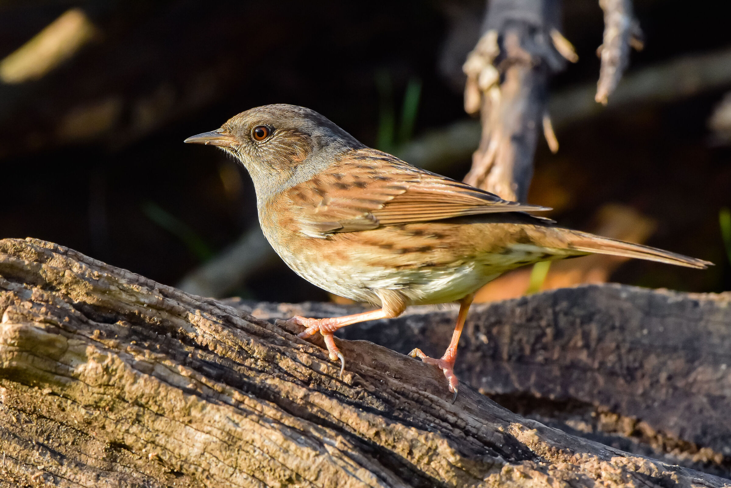 Passera scopaiola