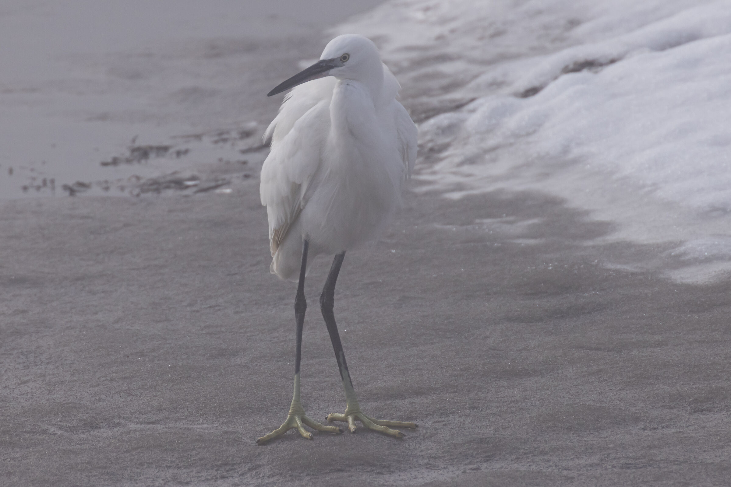 Egret in the Fog