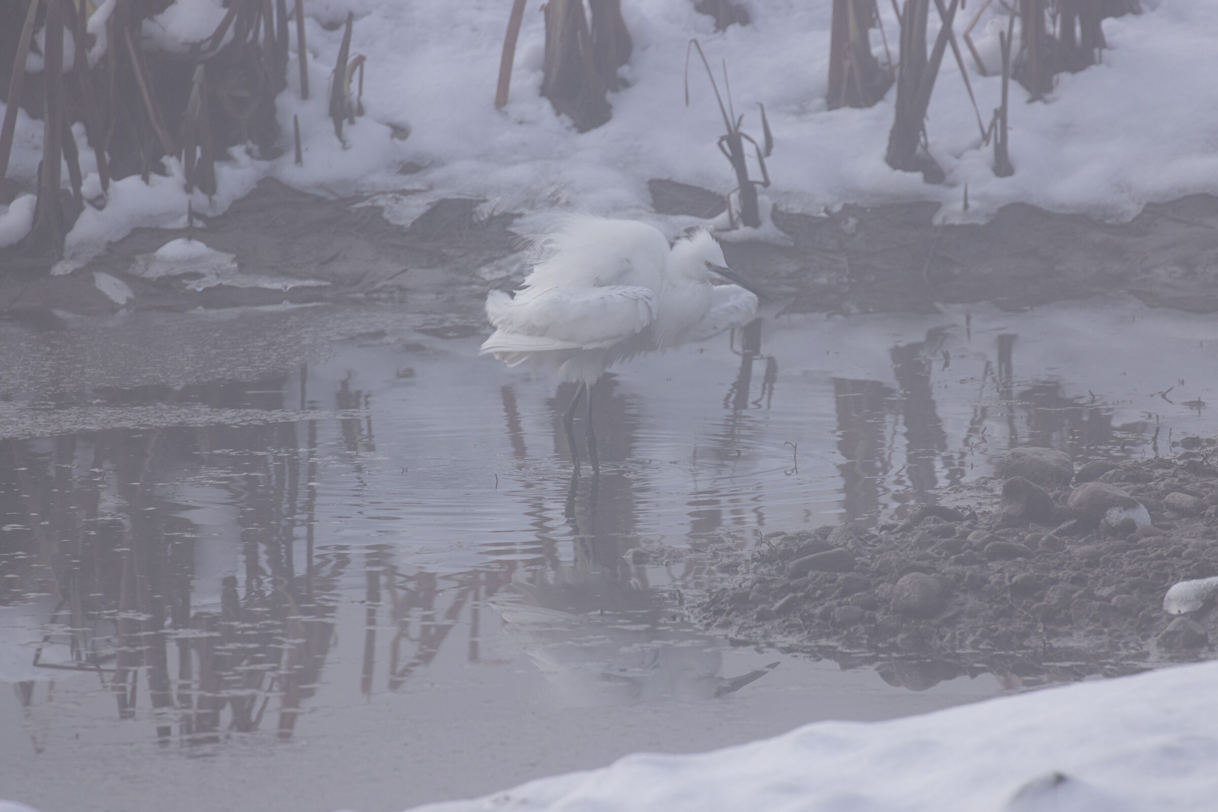 Egret in the Fog