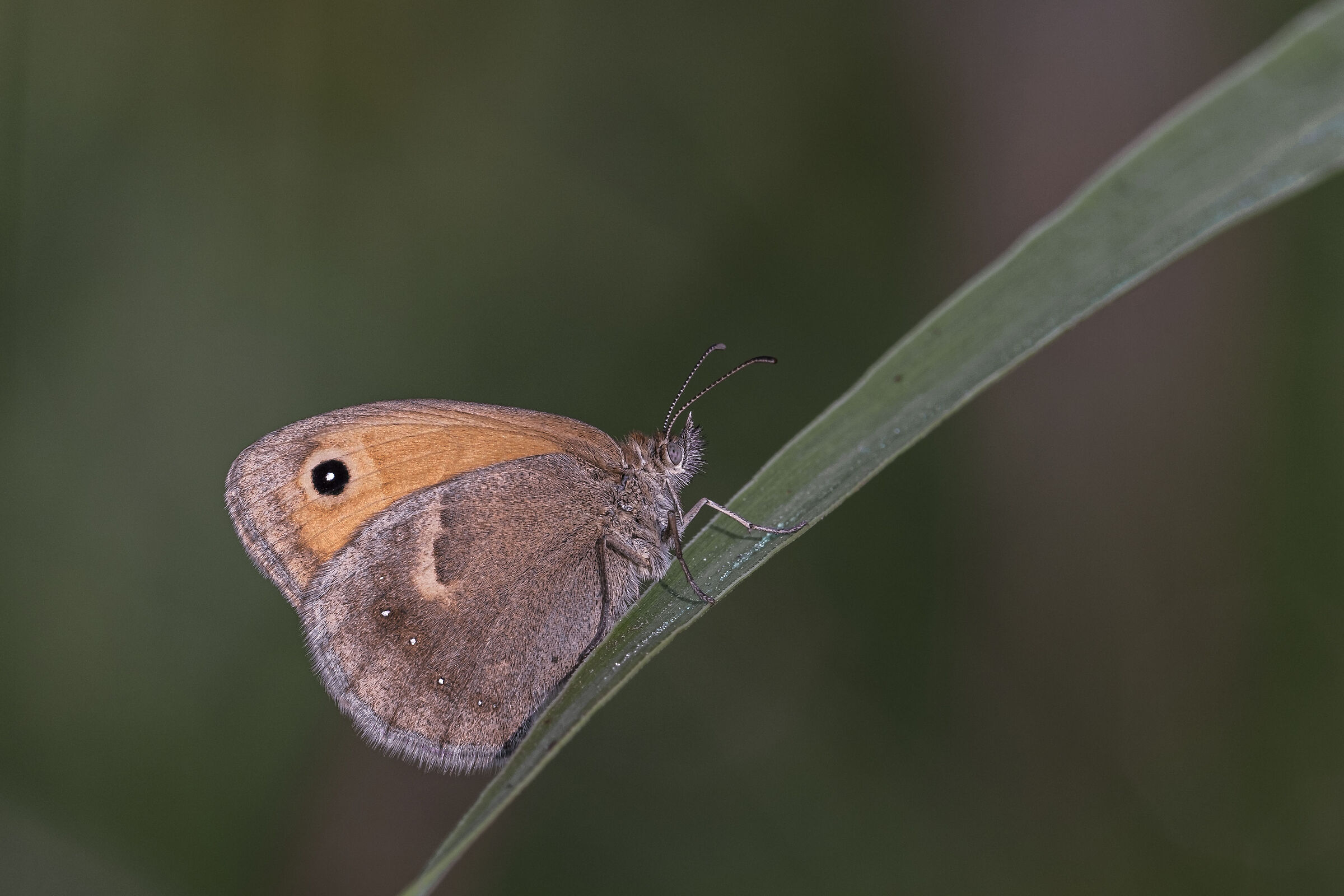 Coenonympha pamphilus