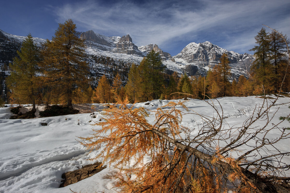 Il larice ferito ...