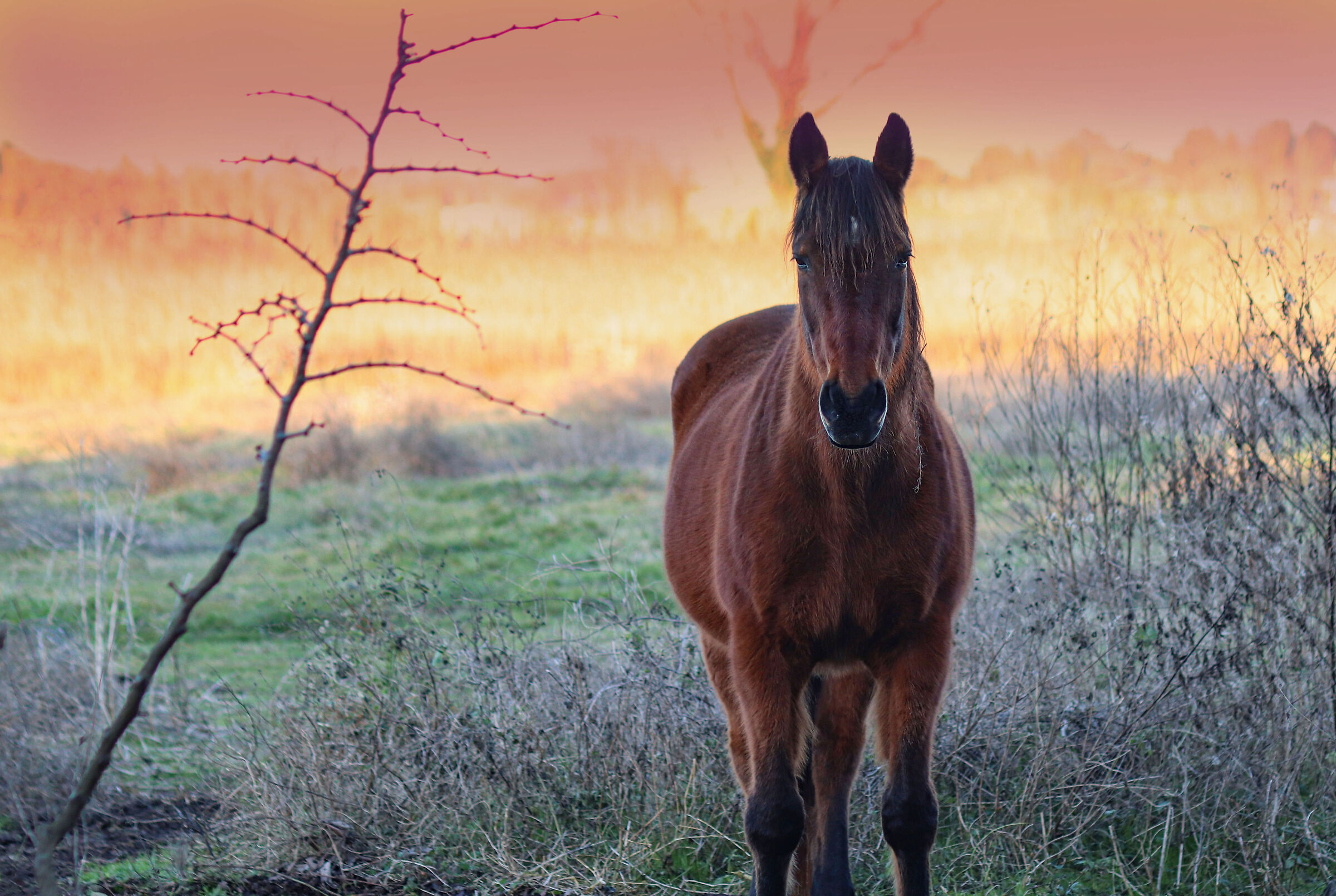 Furia al tramonto by Yongnuo