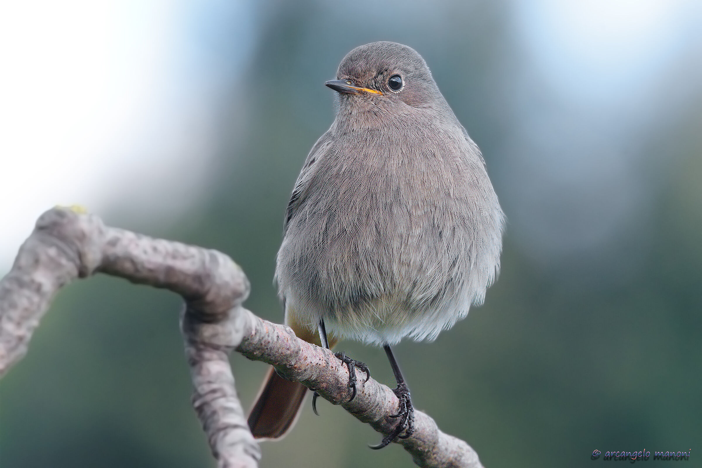 Codirosso ''belly out''