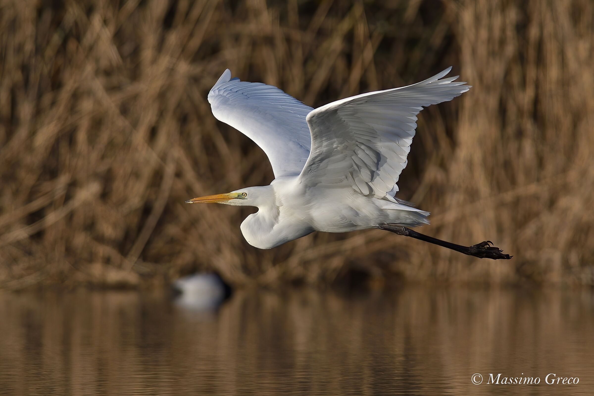 Greater white heron