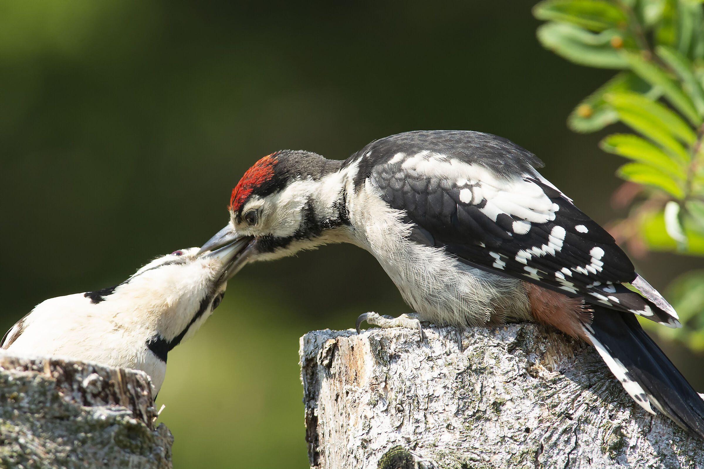 Amore di Mamma