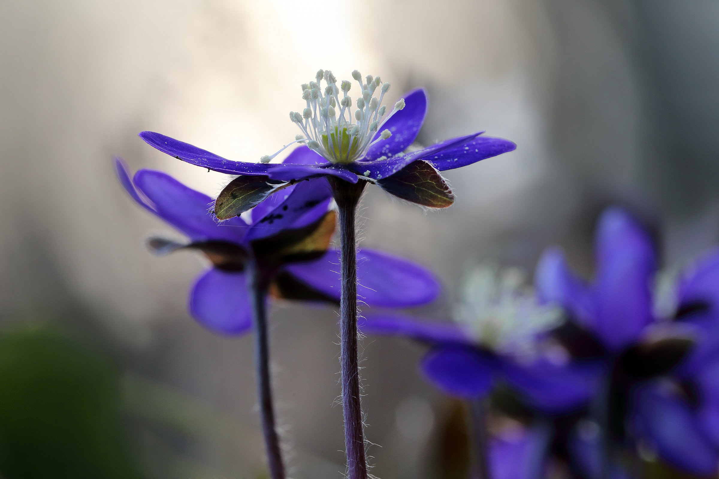 Anemone apathetic (Celestine).