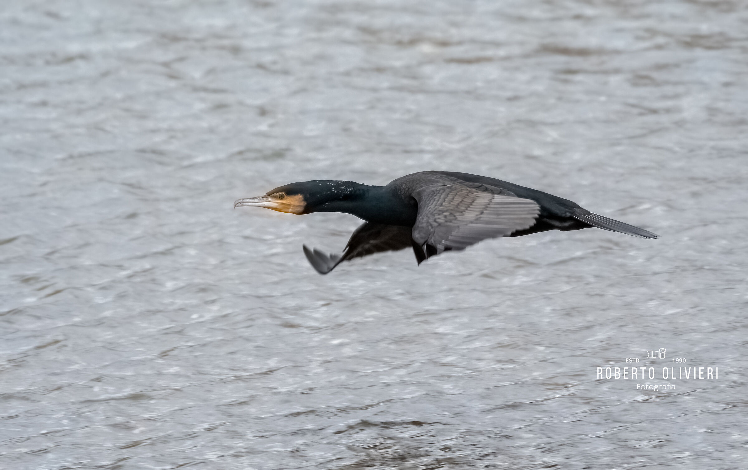 Cormorano in volo