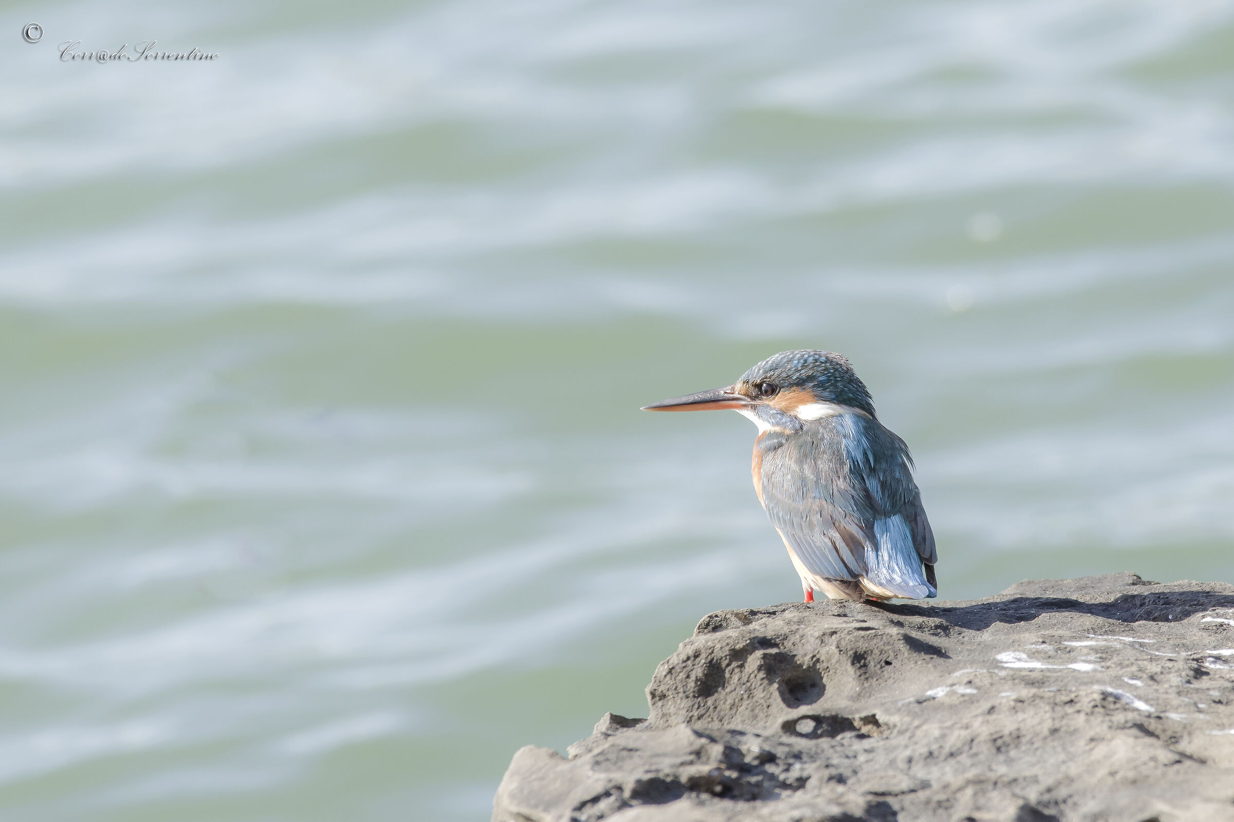 Kingfisher