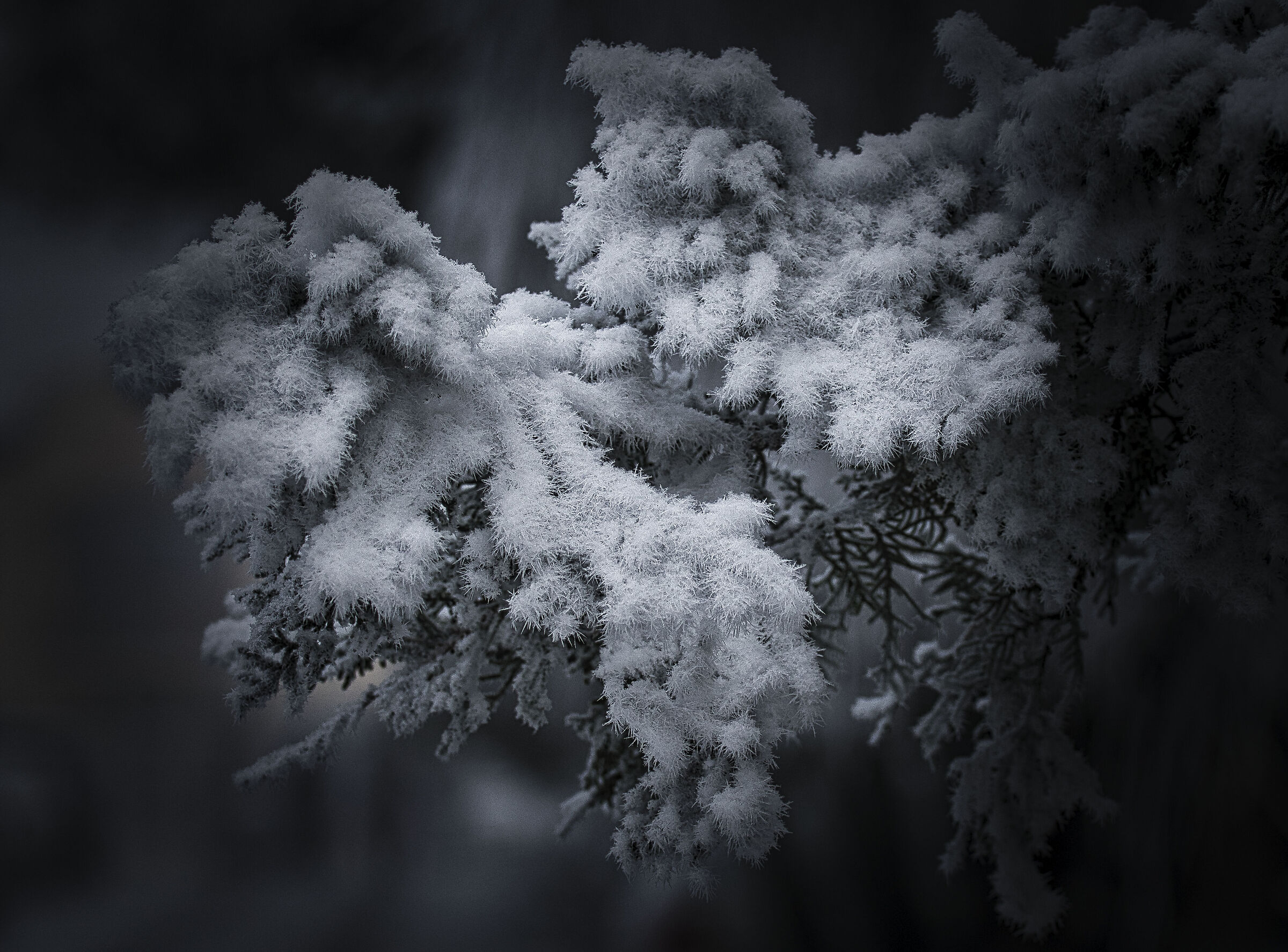 L'intimità del mondo del ghiaccio